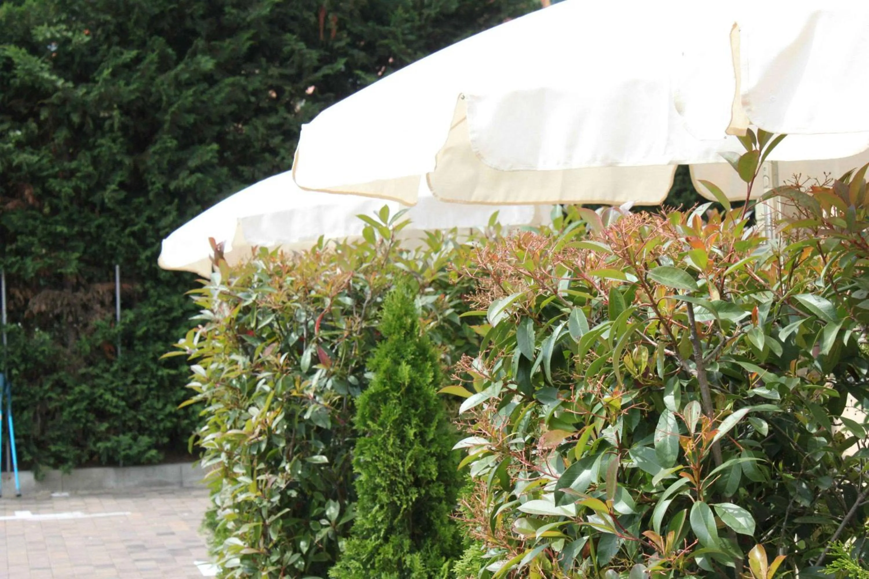 Photo of the whole room in Best Western Hotel Anthurium