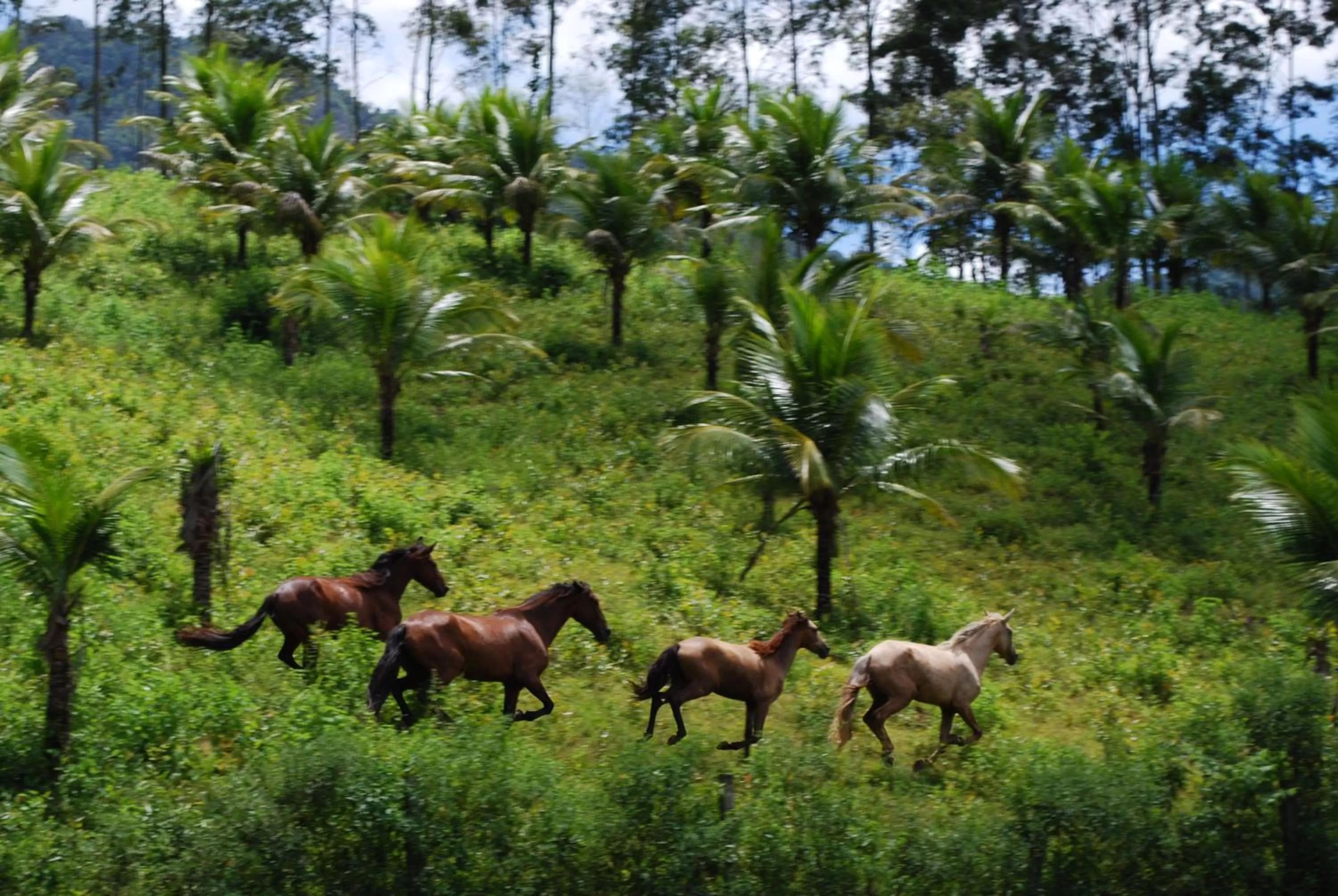 Horse-riding, Other Animals in Hotel Eco Sítio Nosso Paraíso