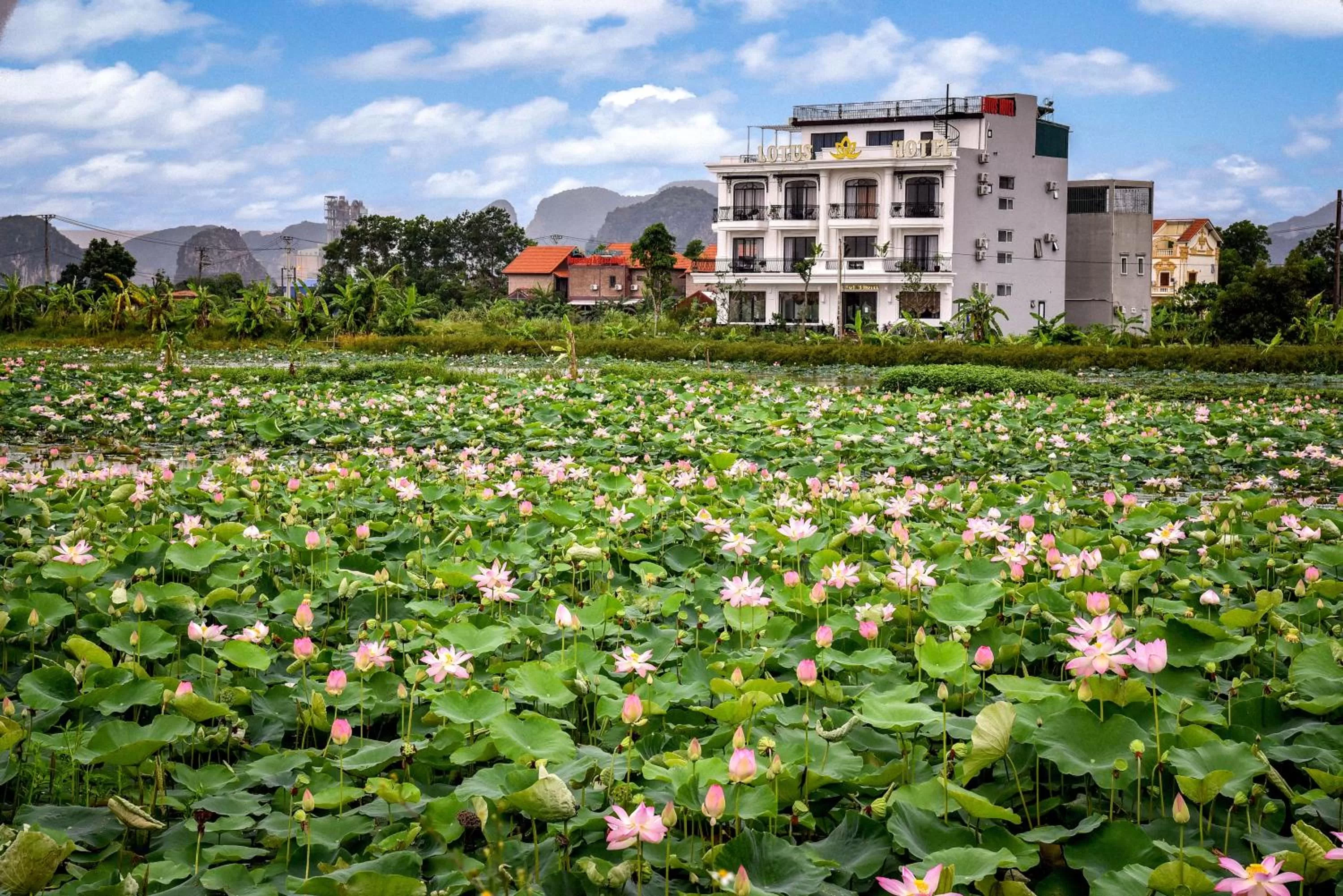 Property building in Lotus Hotel Ninh Bình