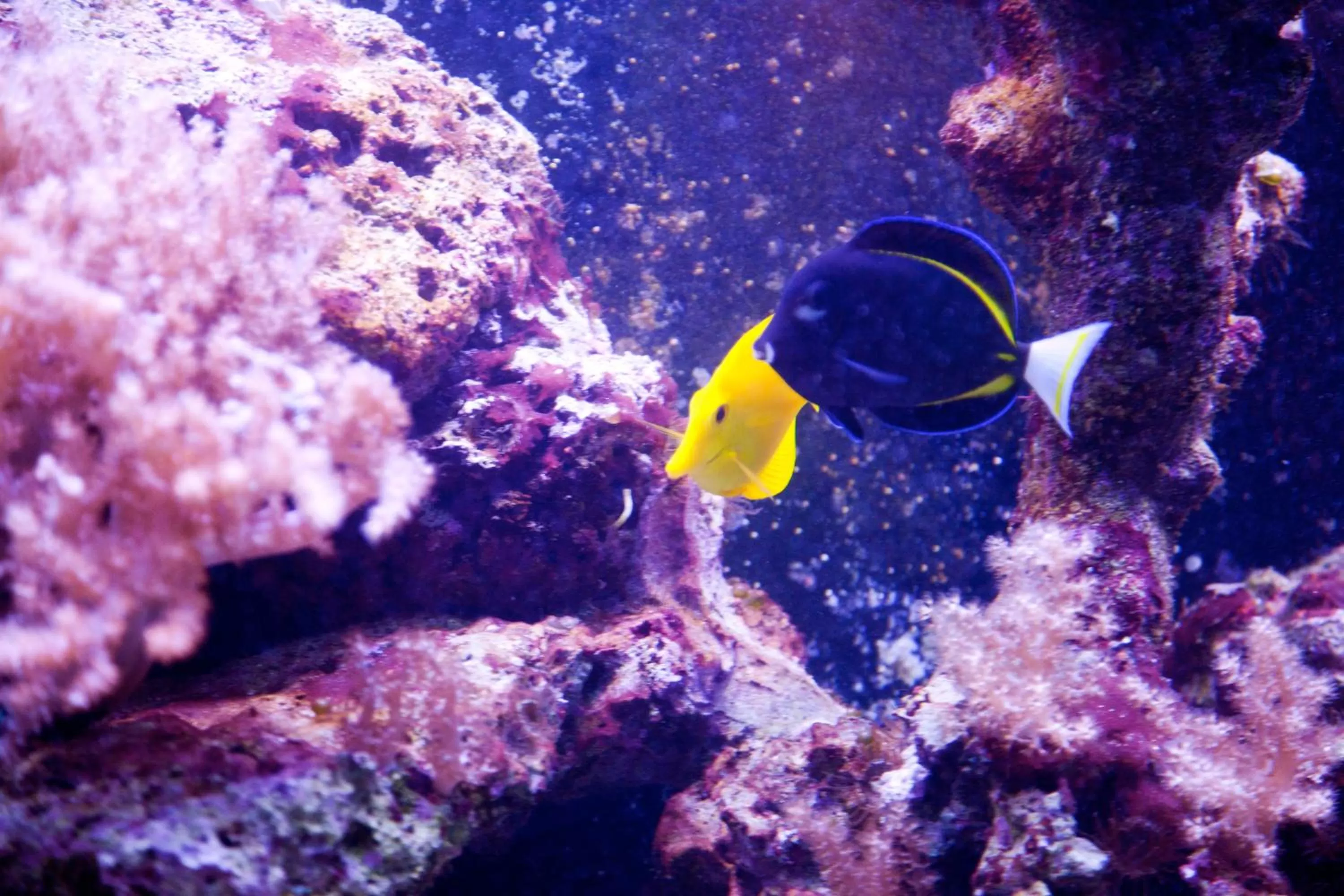 Decorative detail in Hotel Ambiente Wellness & Spa