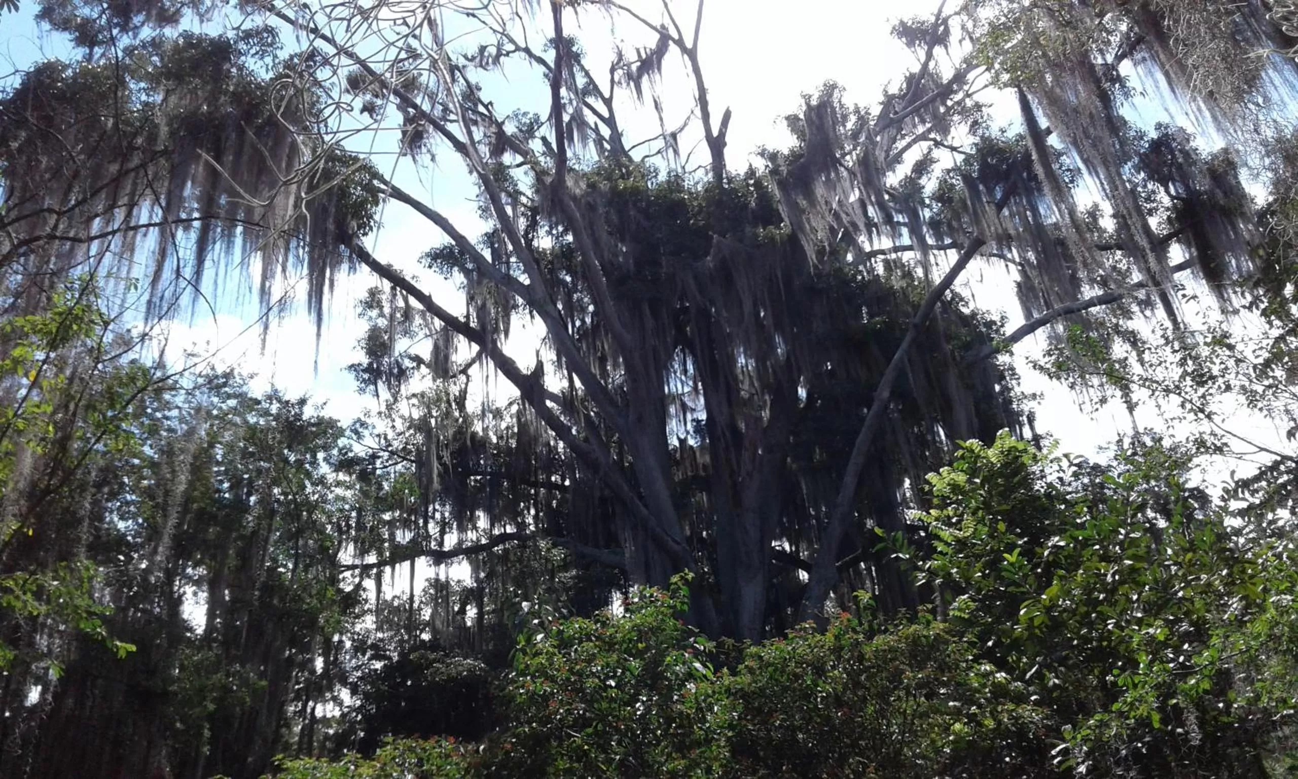 Activities, Garden in Hotel Real Pólux