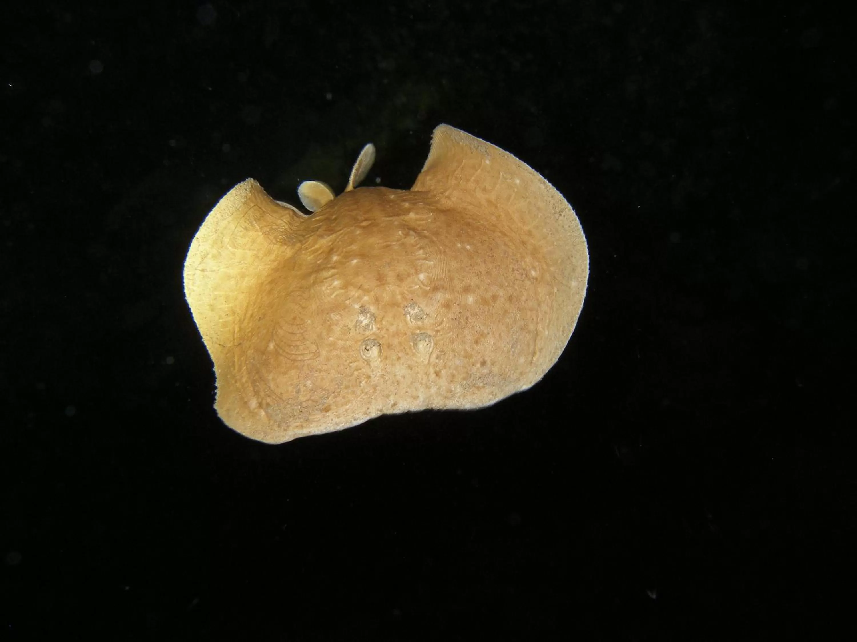 Snorkeling in Coral Sun Beach