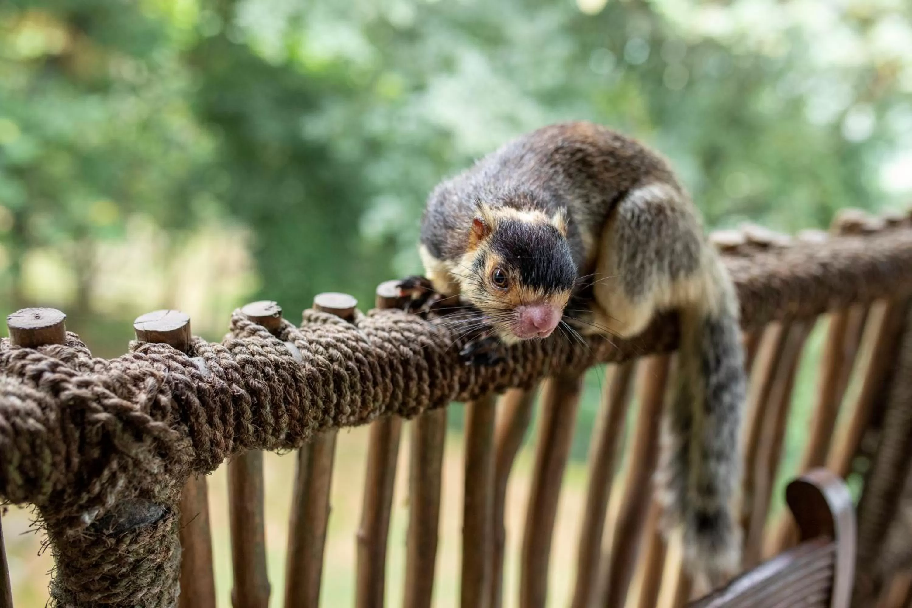 Animals in Birds Park Polgahawela