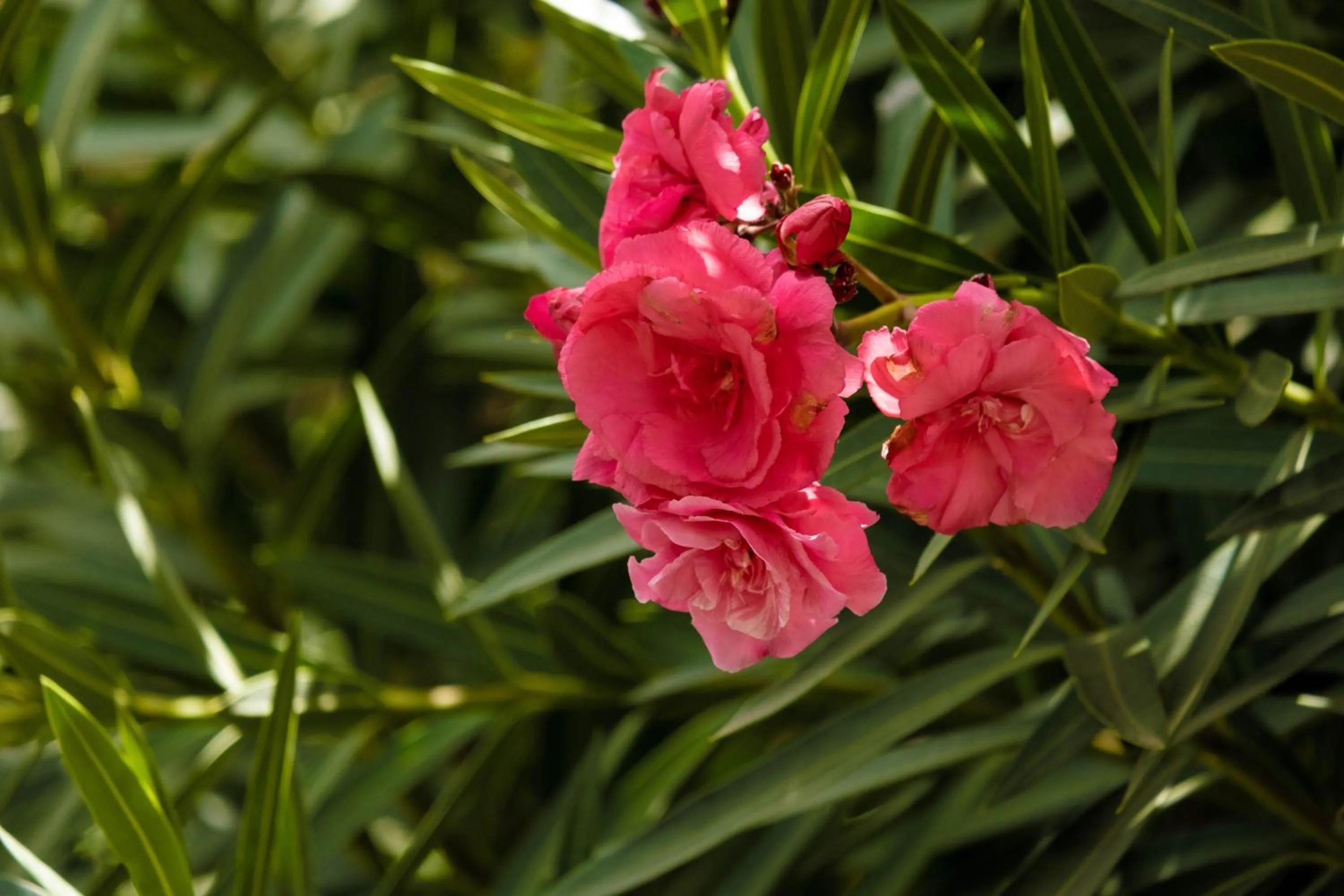 On site in Hotel Layseca