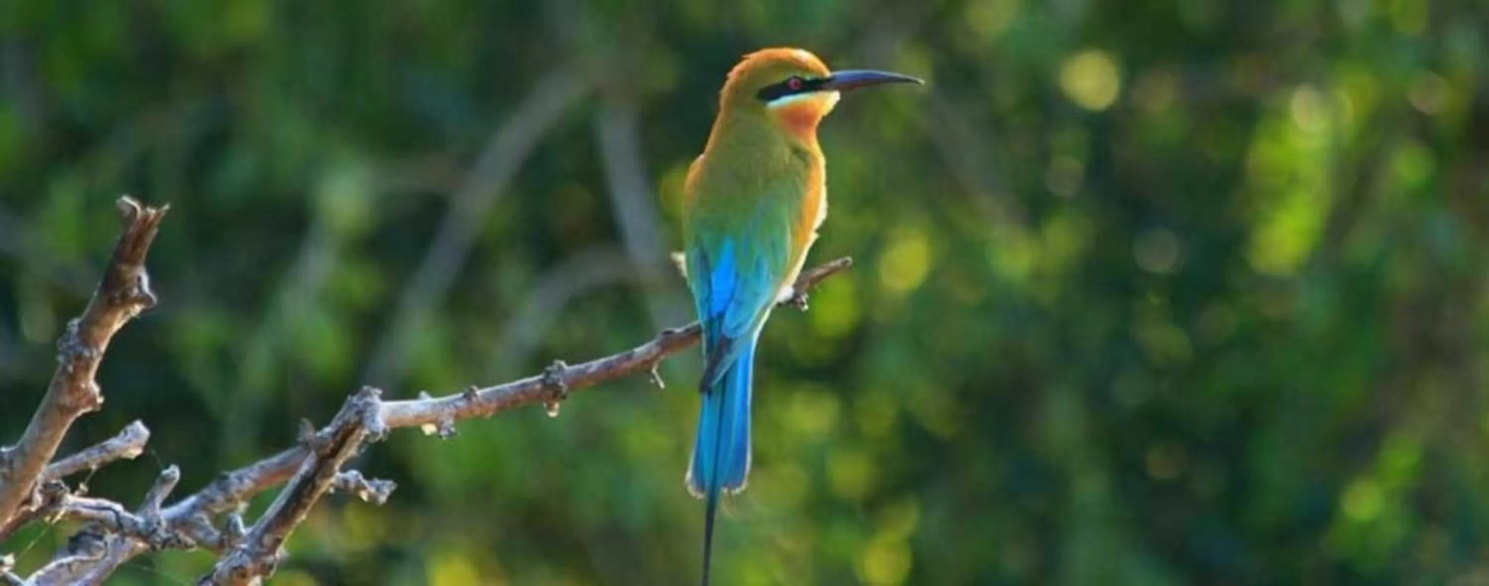 Activities in Lavendish Lake Giritale - Former Giritale Hotel