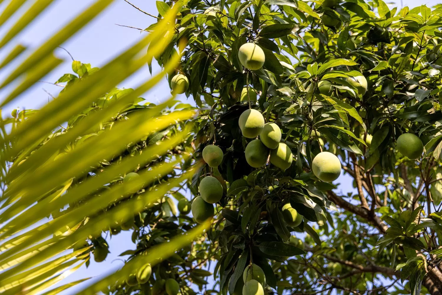 Other Animals in Kampot Cabana