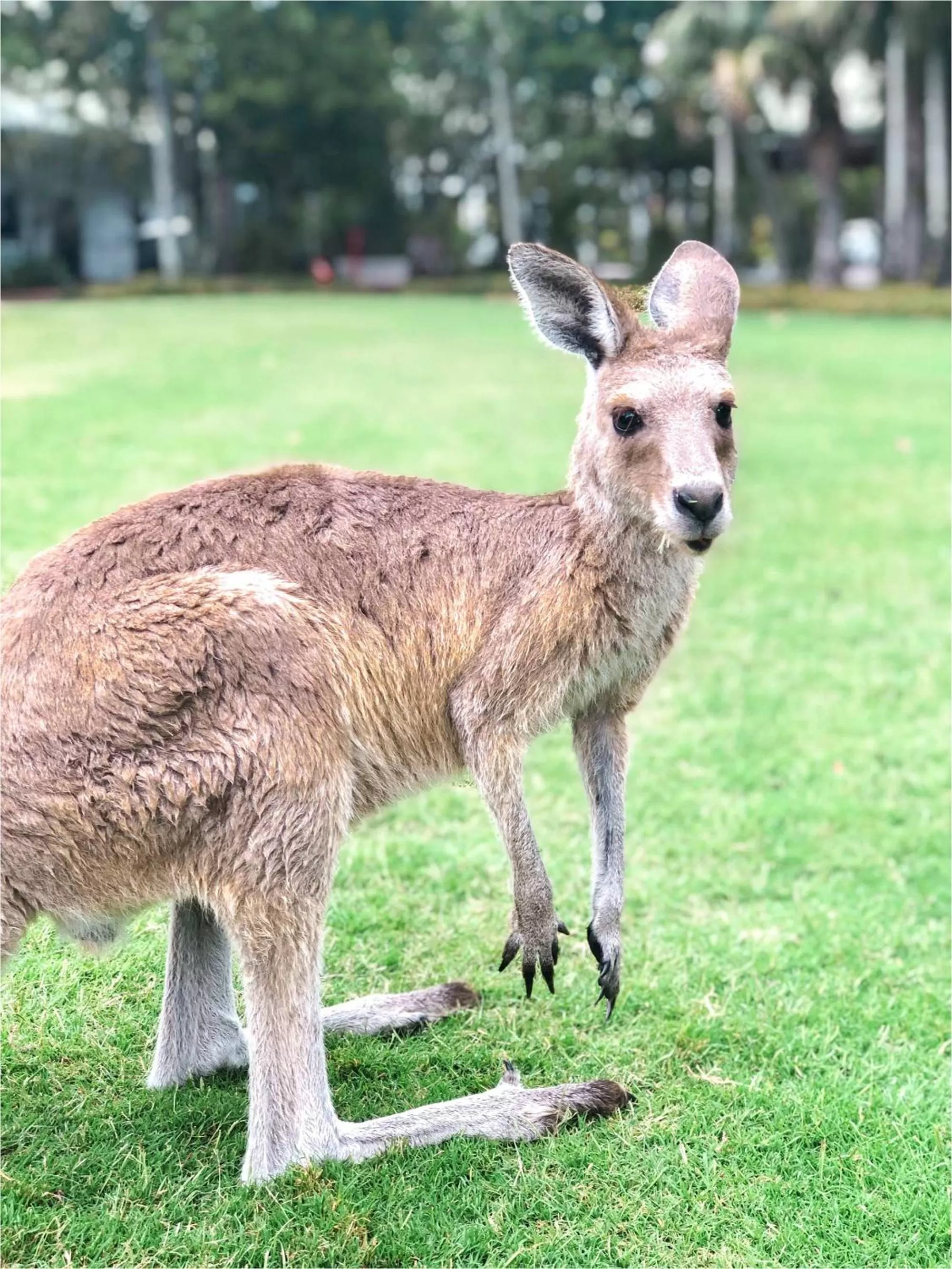 Animals in Novotel Sunshine Coast Resort
