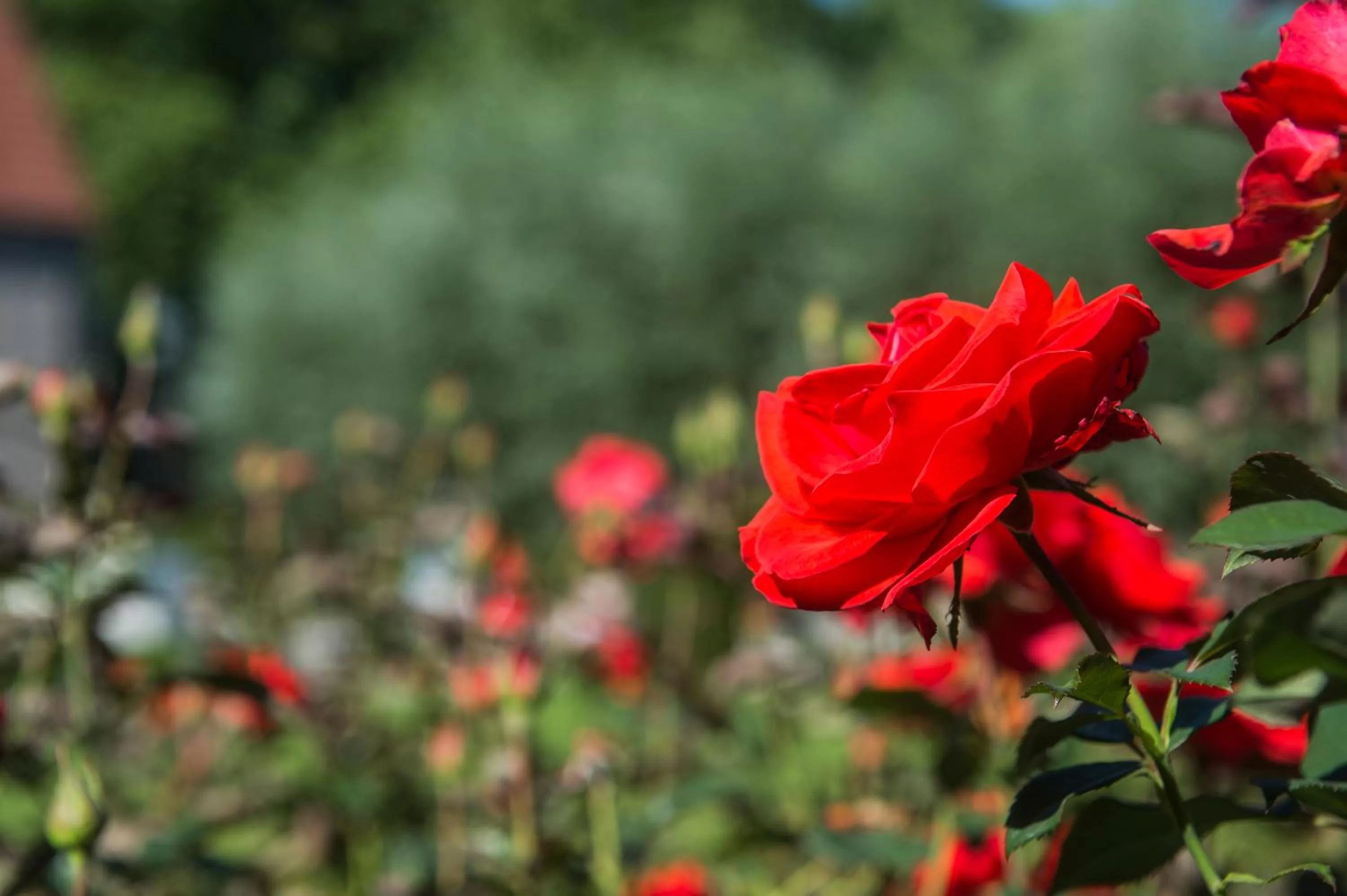Garden in Begijnhof Hotel