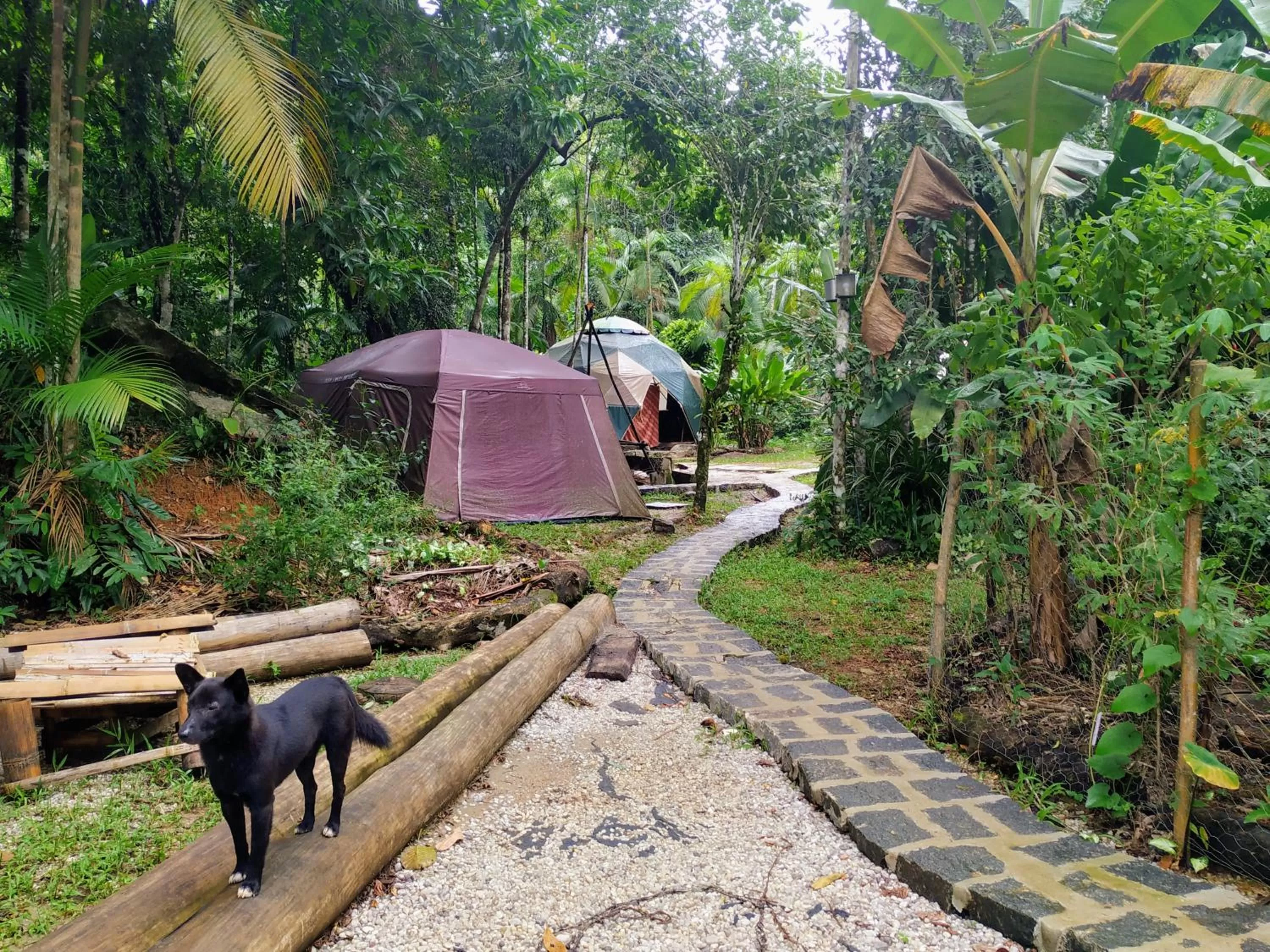 Other Animals in Sitio Simple Life