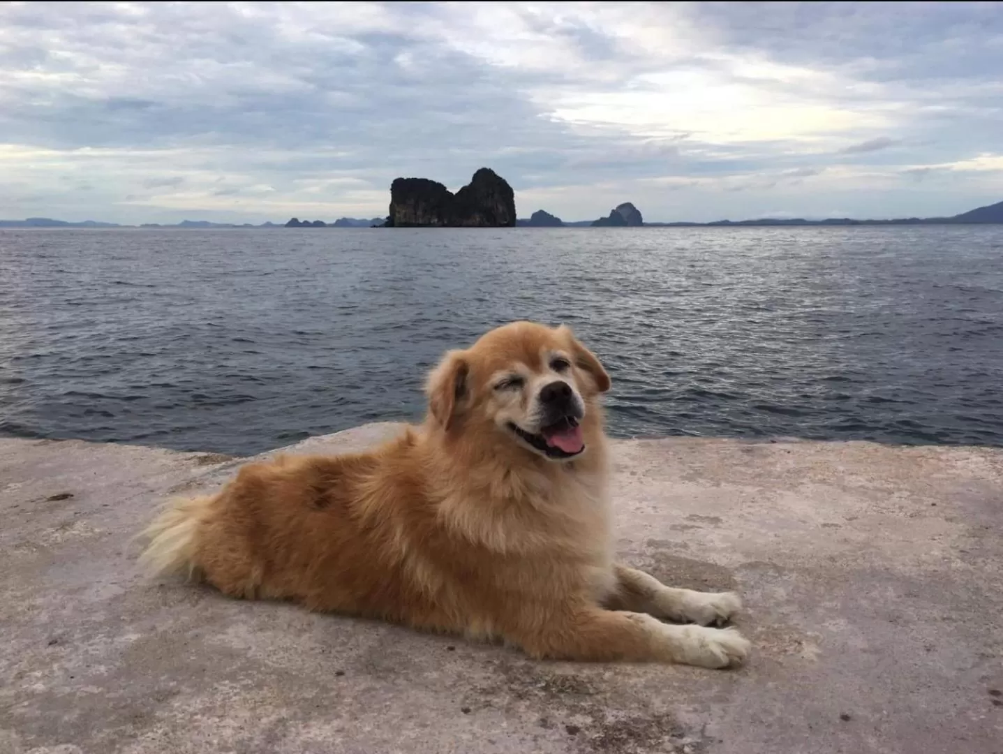 Pets in Thanya Beach Resort - SHA Plus