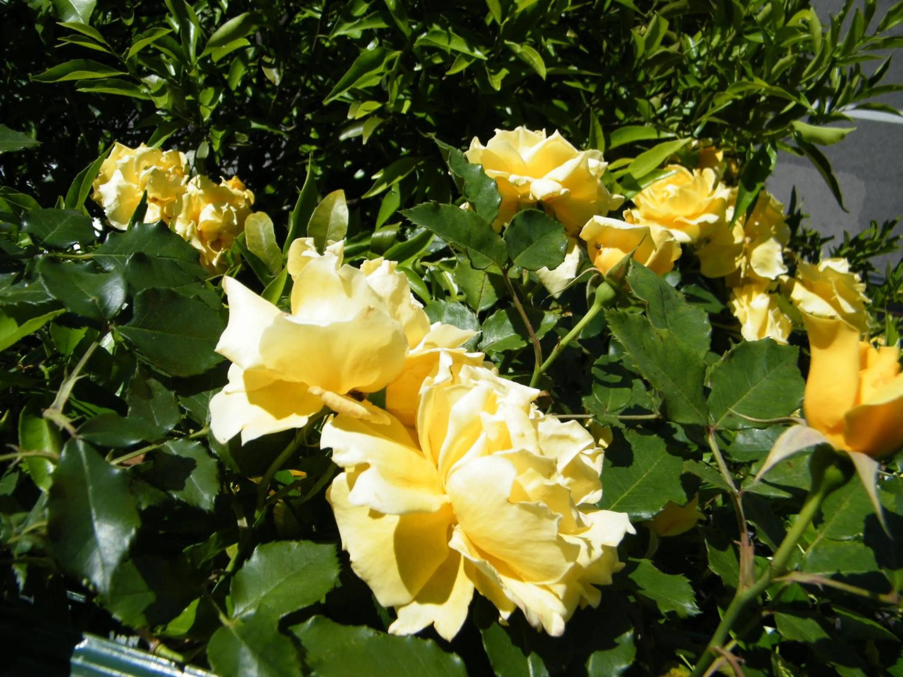 Decorative detail in Hotel Pellegrino