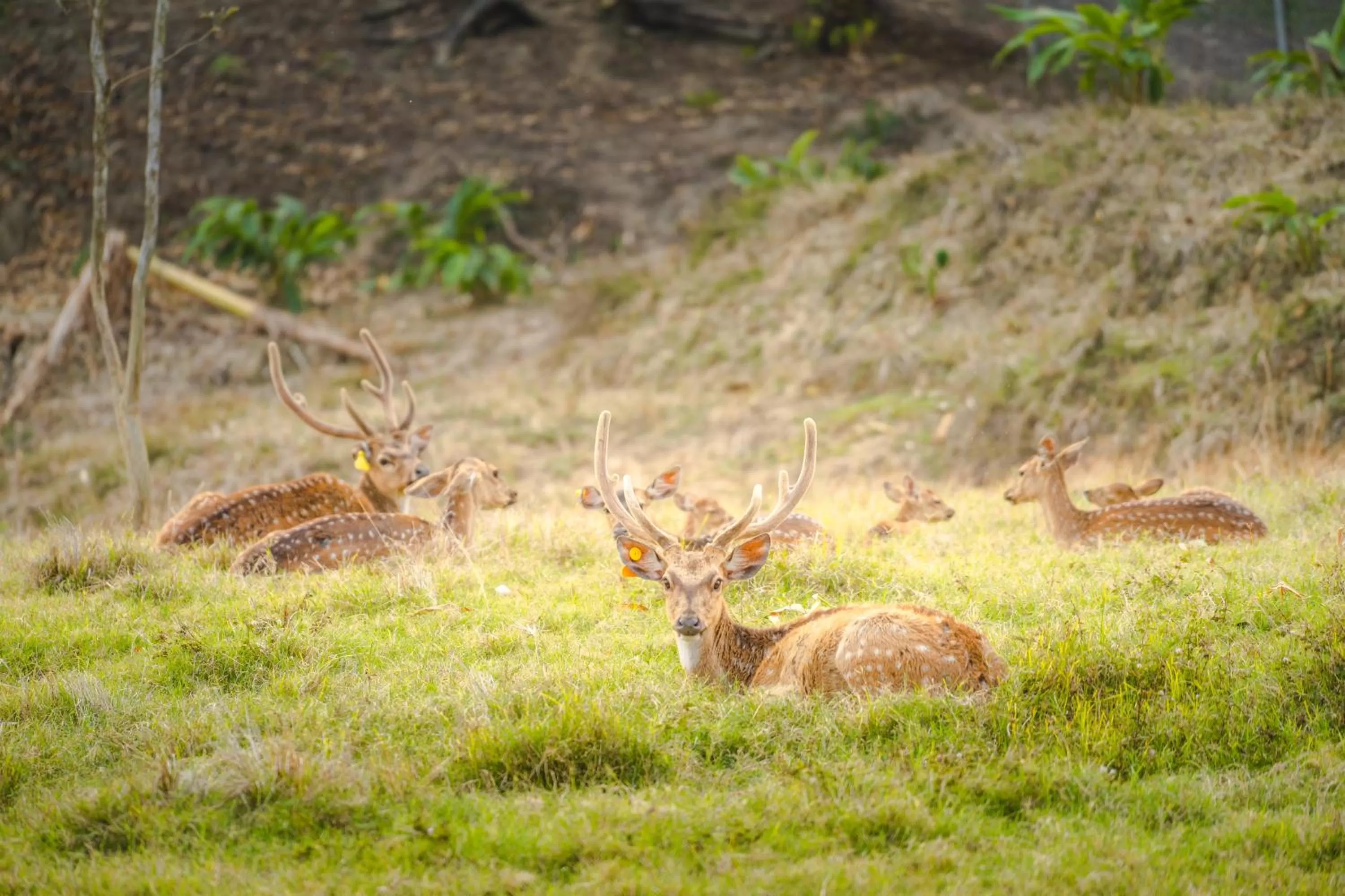 Natural landscape in Katiliya Mountain Resort And Spa