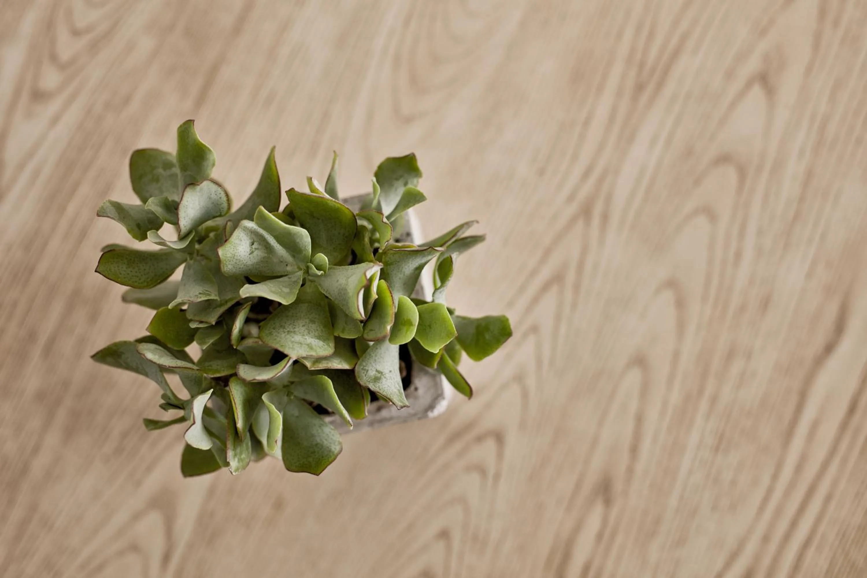 Decorative detail in Boho Private Luxury Suites