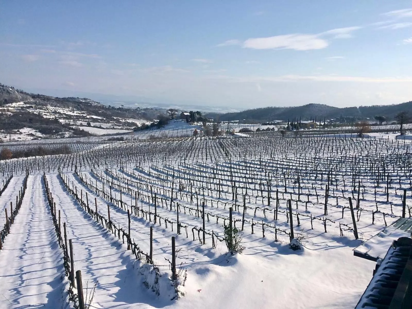 The Grapevine by MANVI