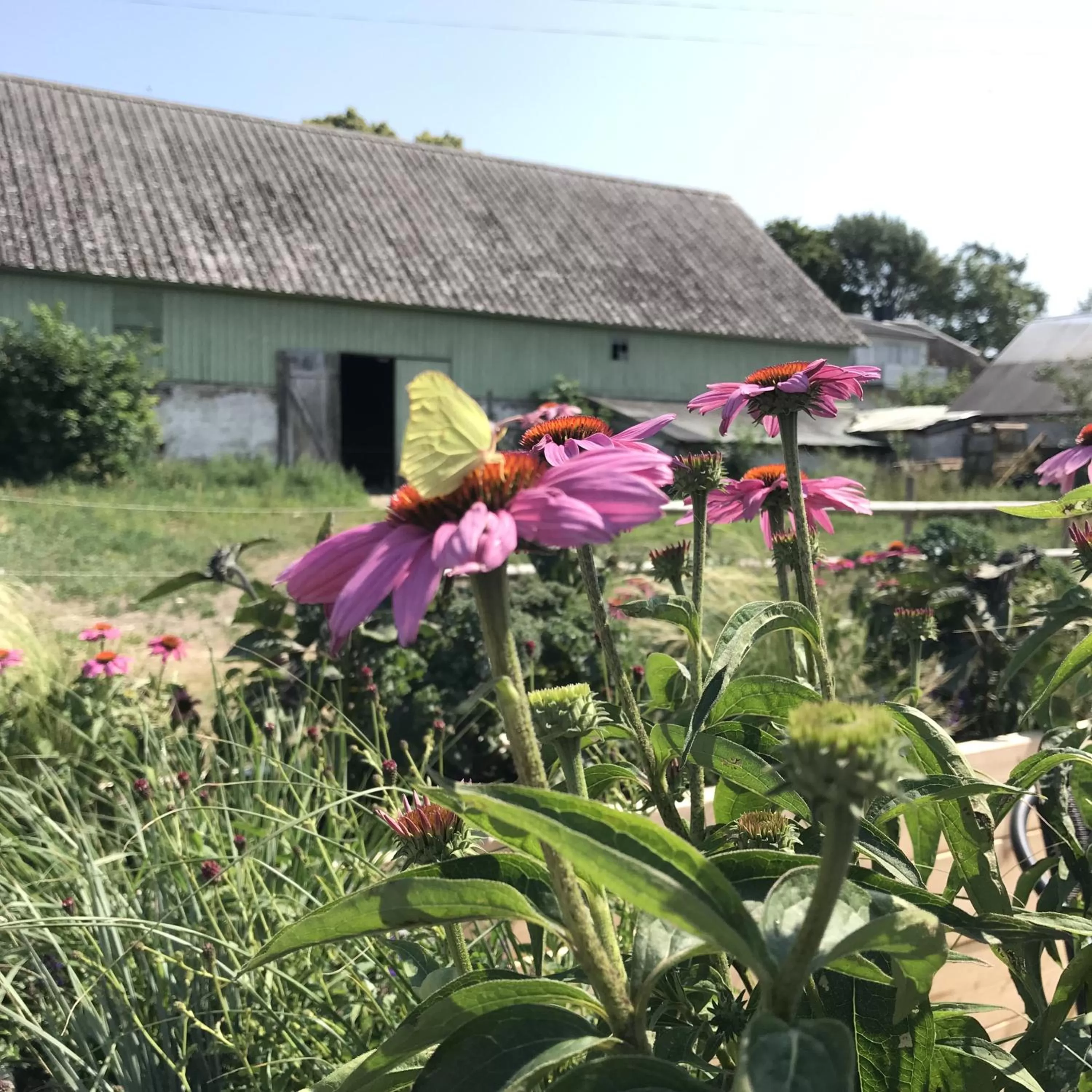 Property building in Ölands Yoga Studio & Islandshästar, Stugor & Rum