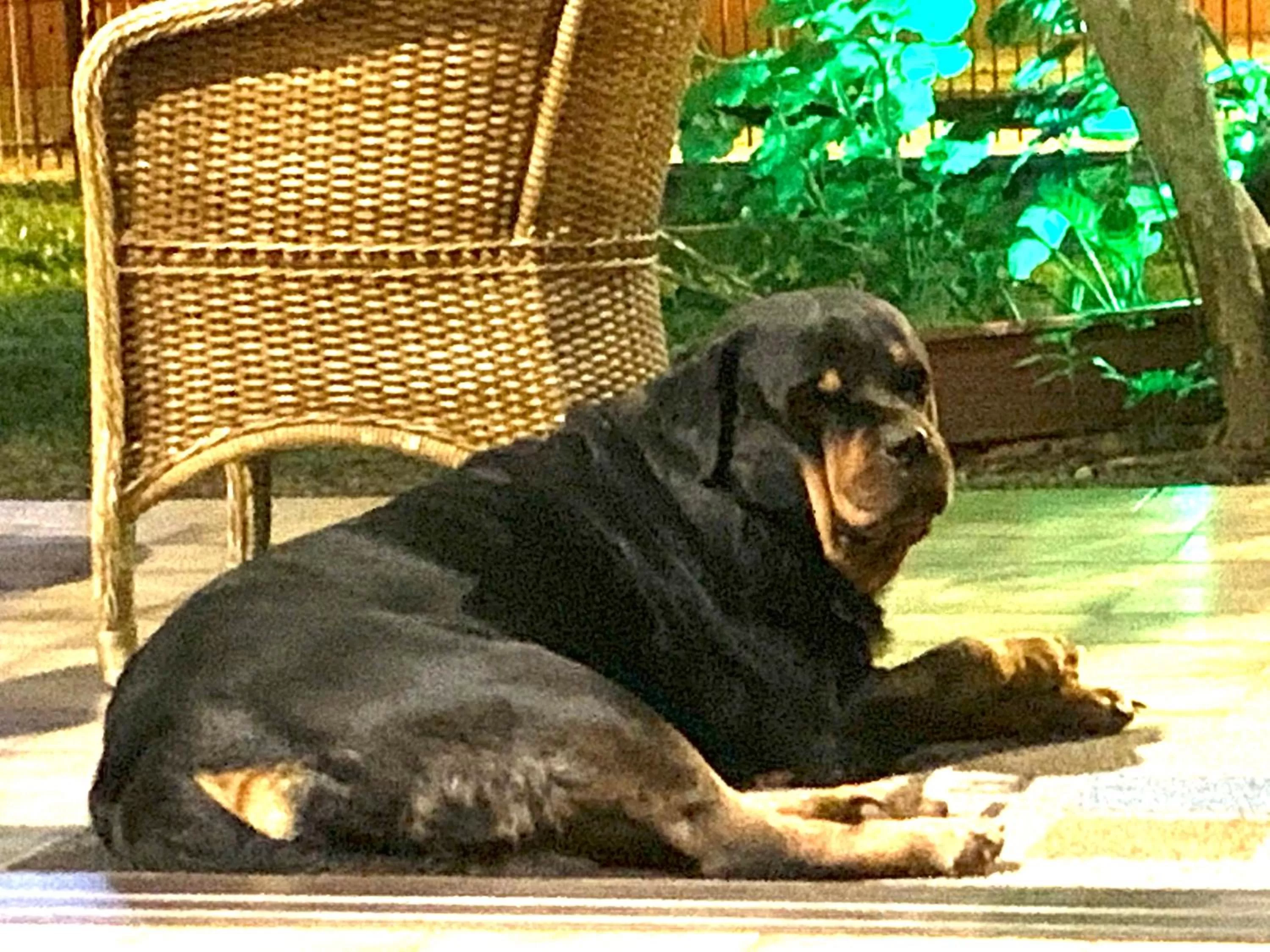 Pets in Beach House Floripa