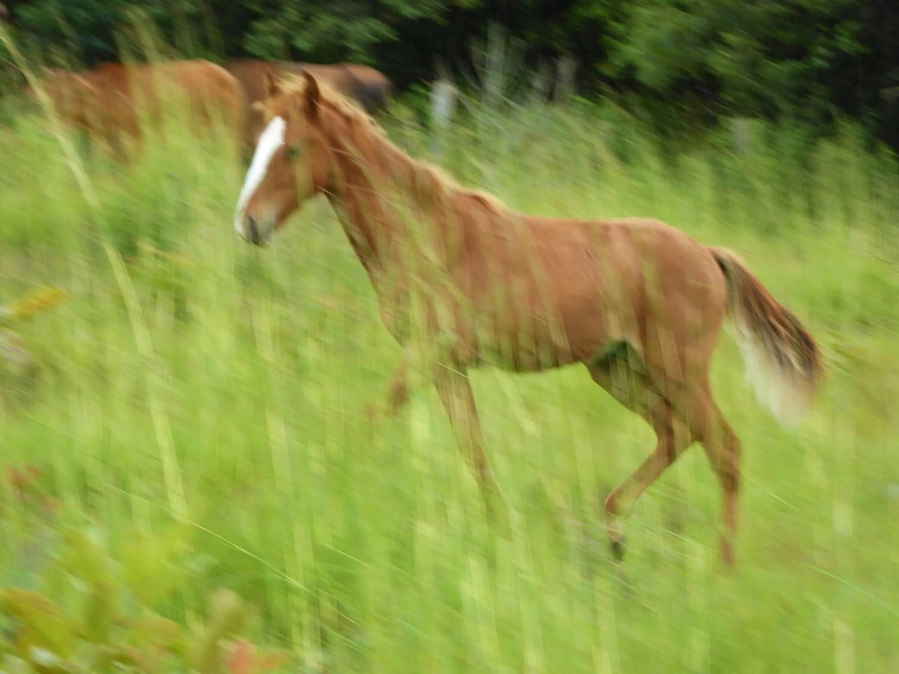 Pets, Other Animals in Finca El Cielo