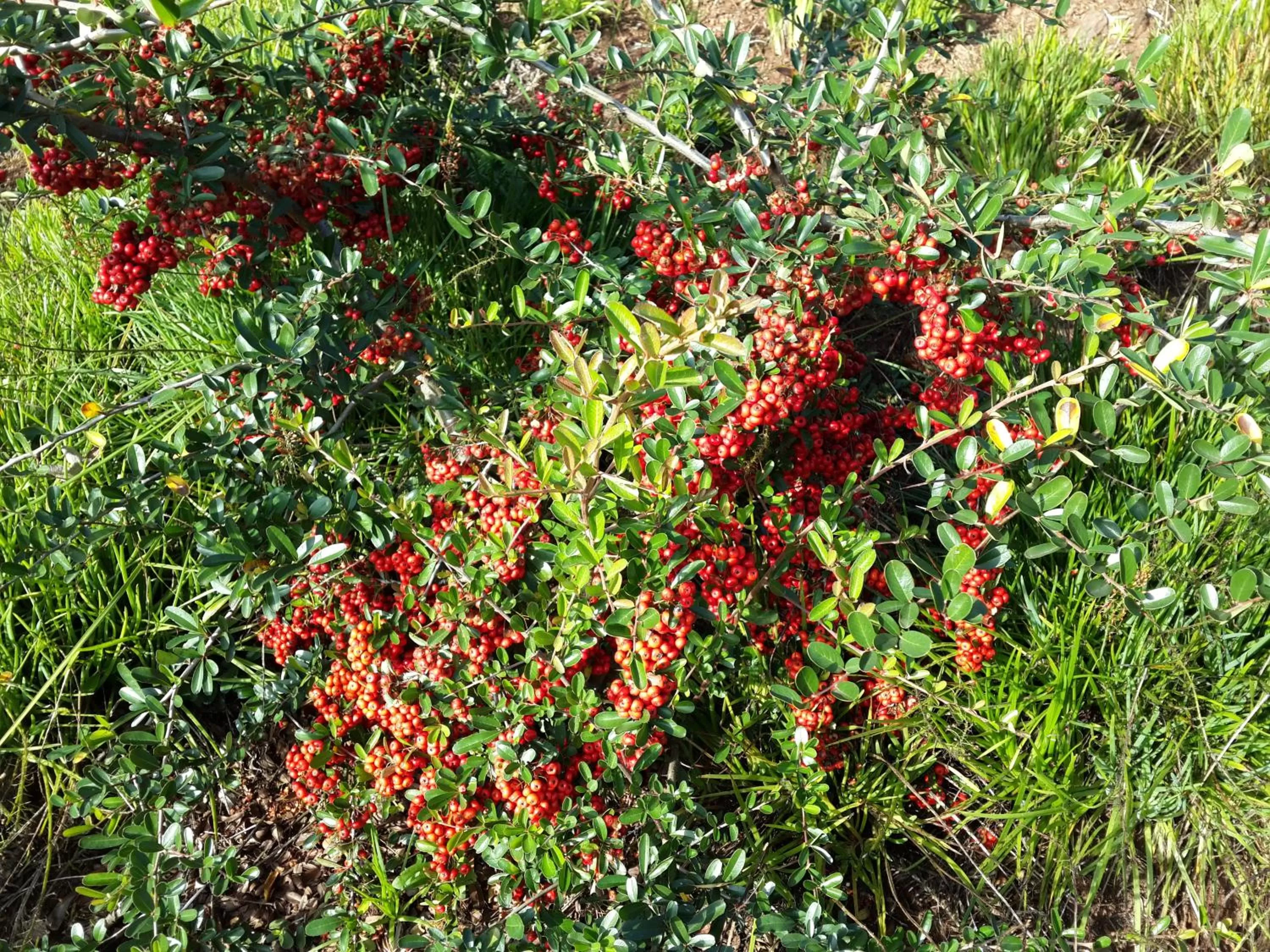 Other, Other Animals in Bina's Haus Pousada, Cafeteria e Atelier