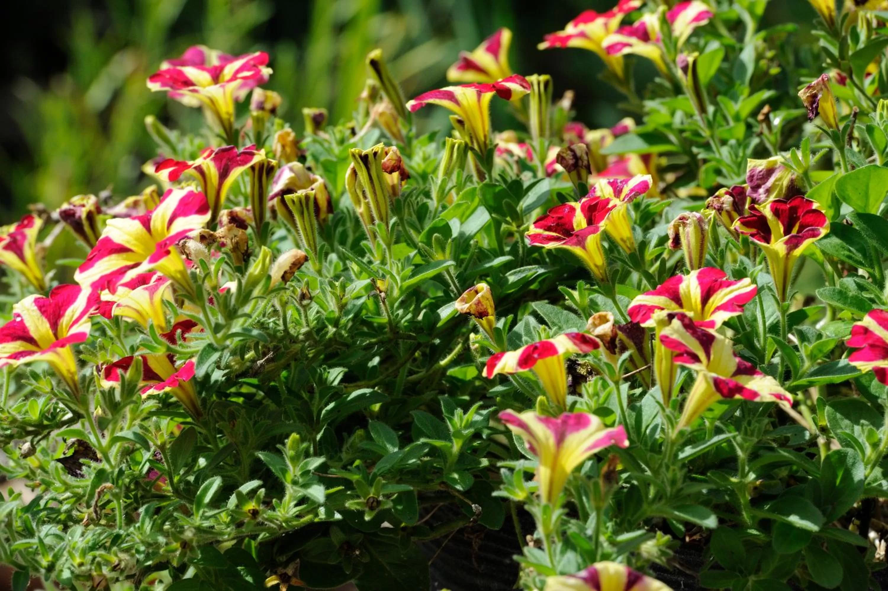 Summer in Villa Lumina