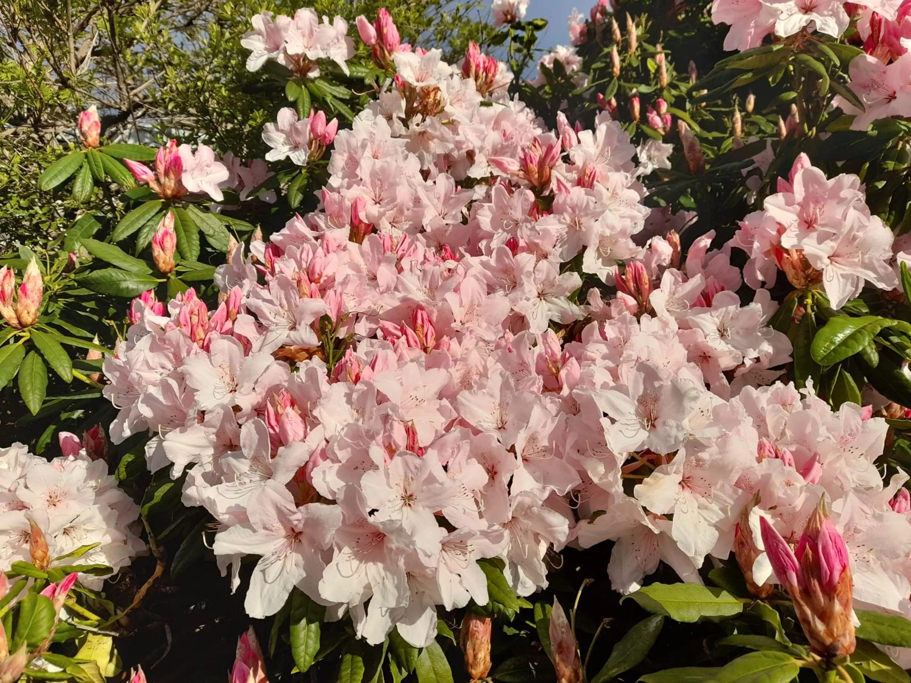 Hillside Bed and Breakfast