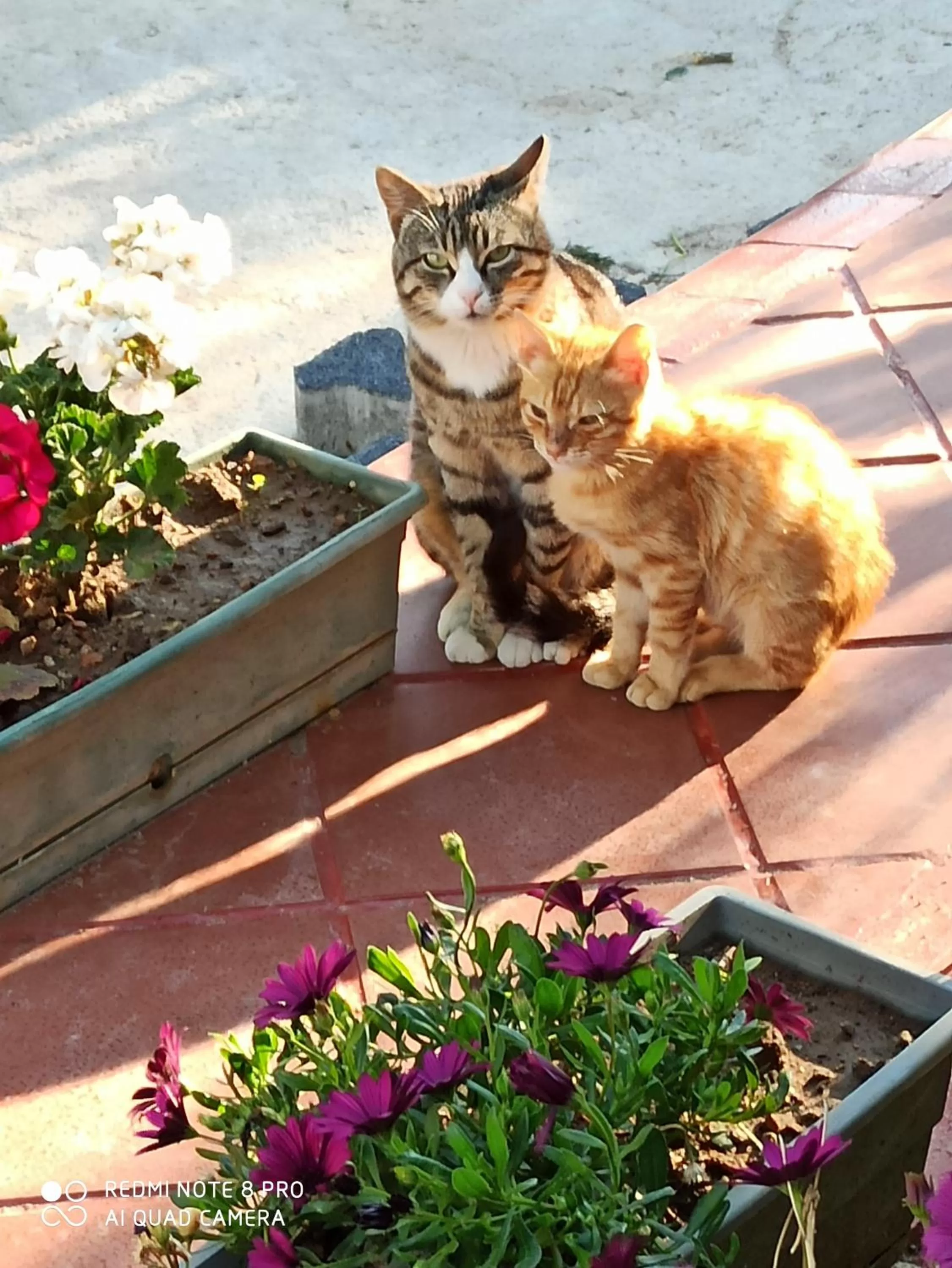 Pets in Stone House Hotel