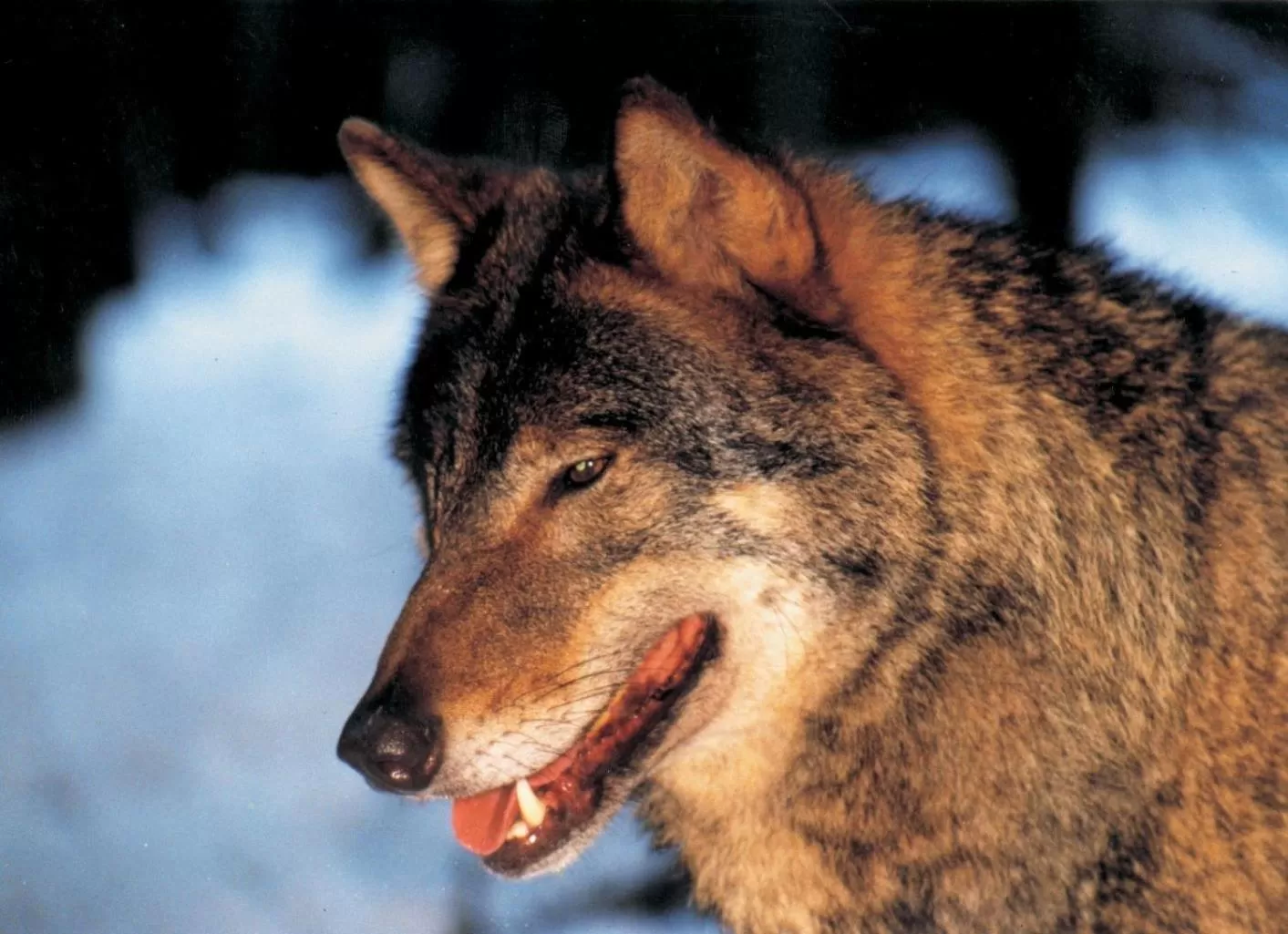 Animals in Ringhotel Altstadt