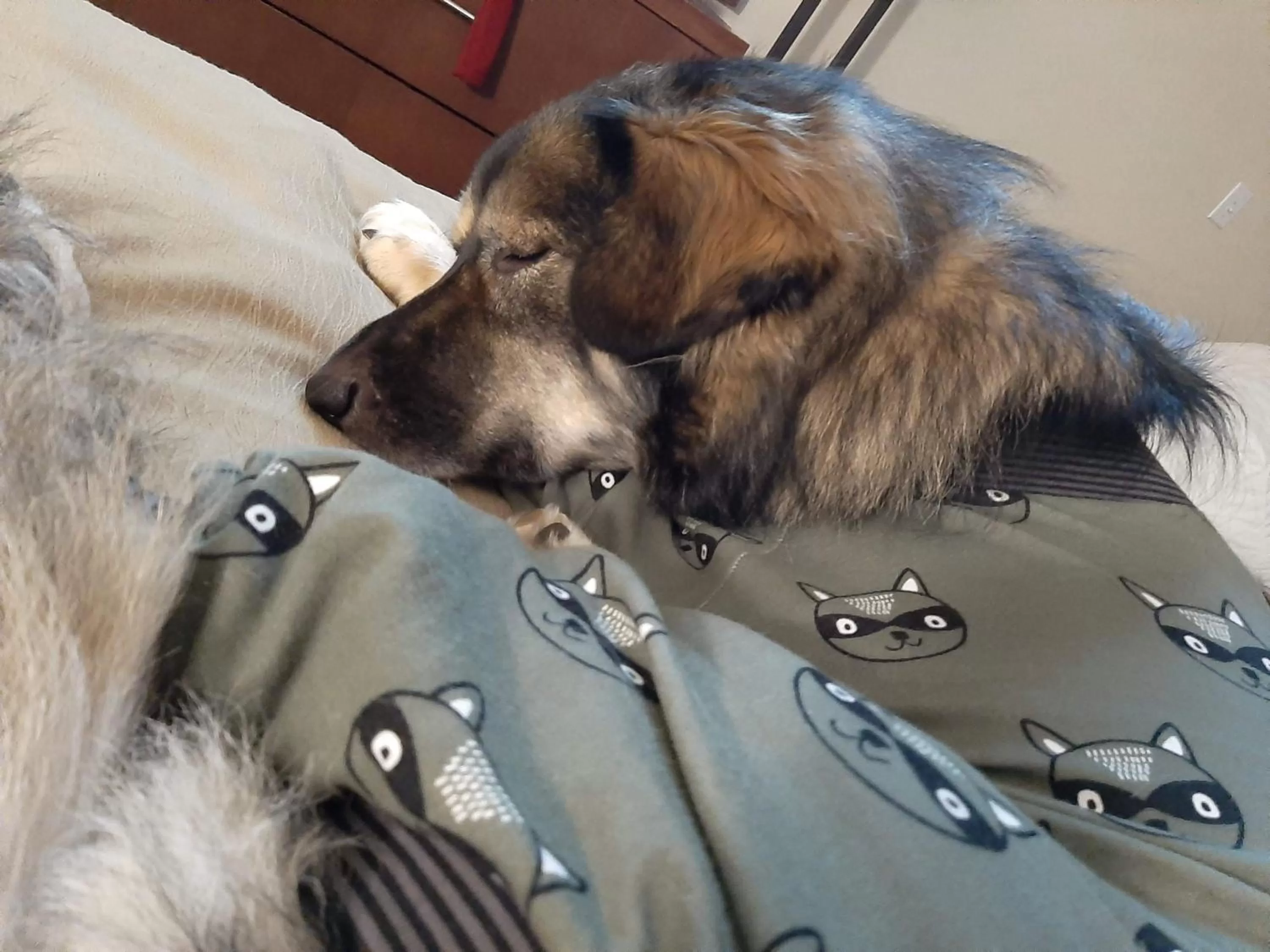 Animals in Comfort Inn & Suites