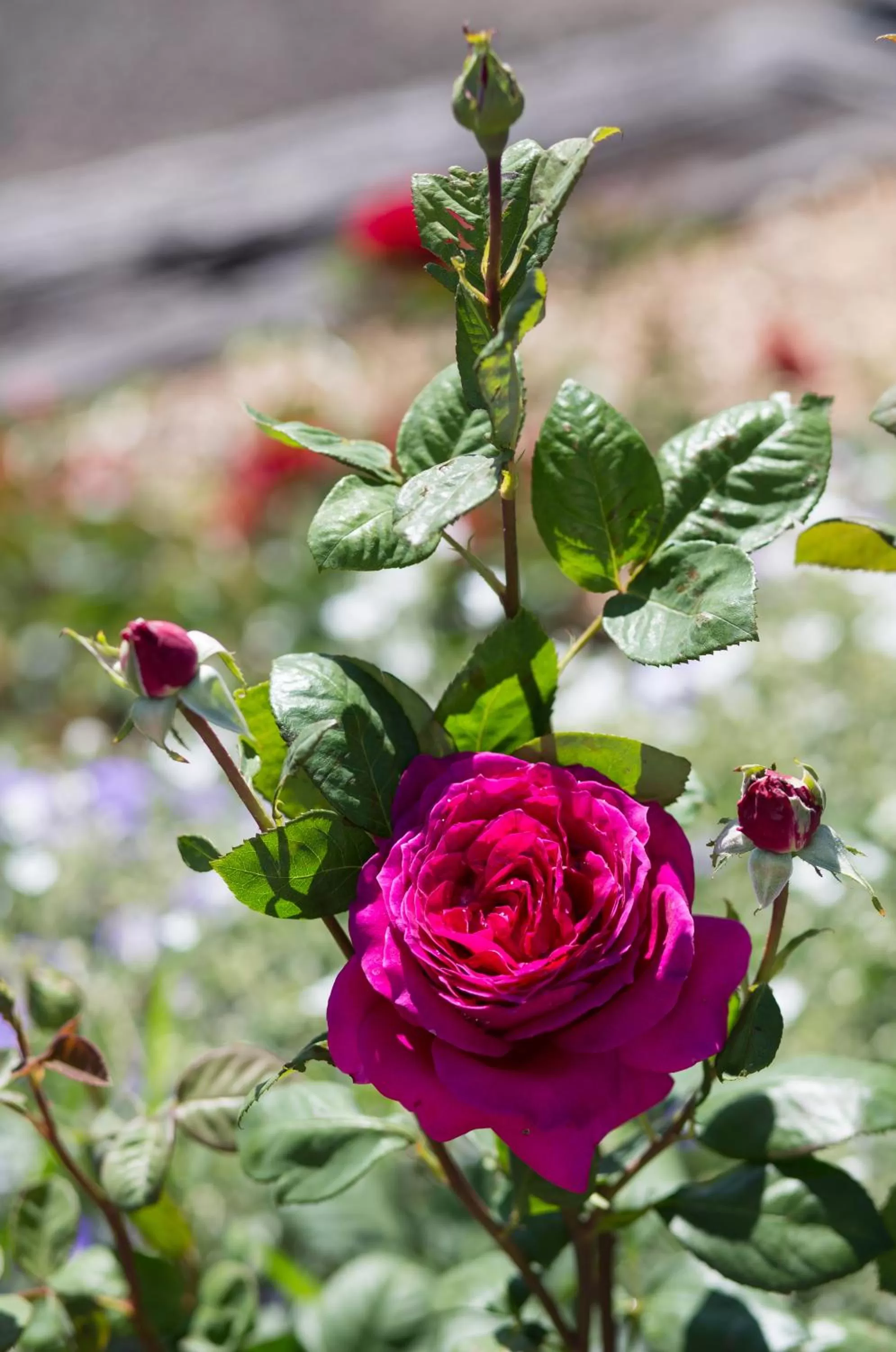 Garden in Willows Motel