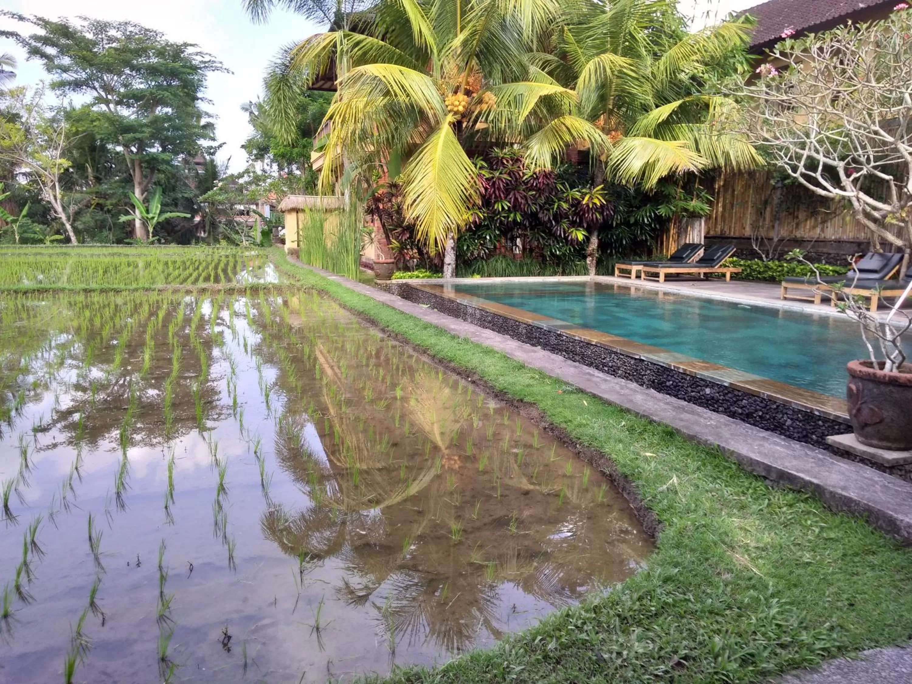 Swimming Pool in Ubud Lestari Bungalows