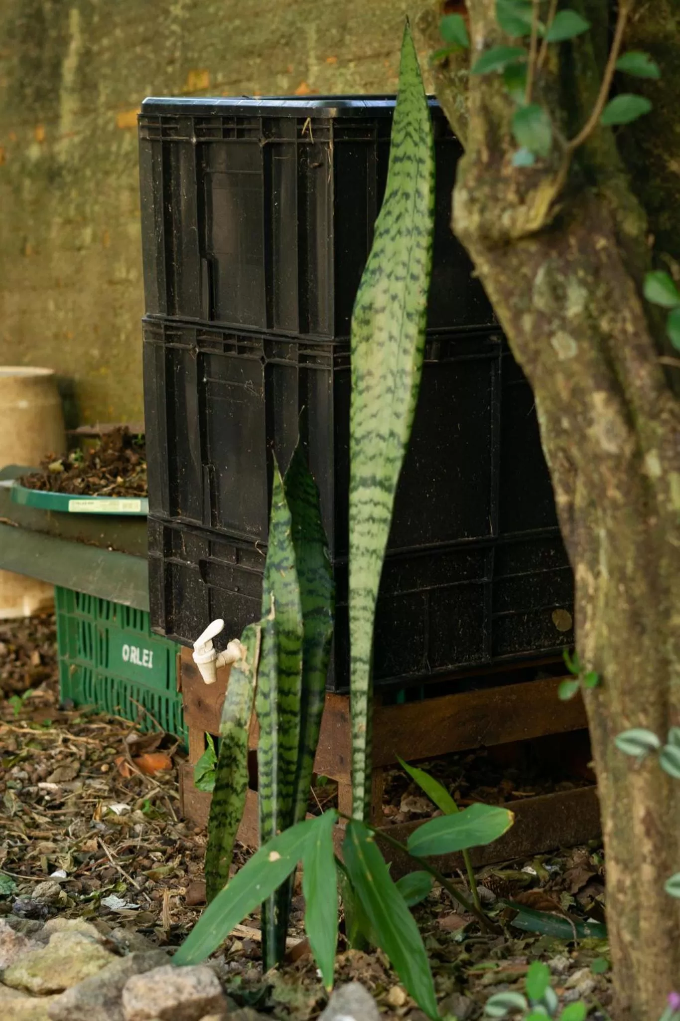 Casa dos Açores Cama e Café