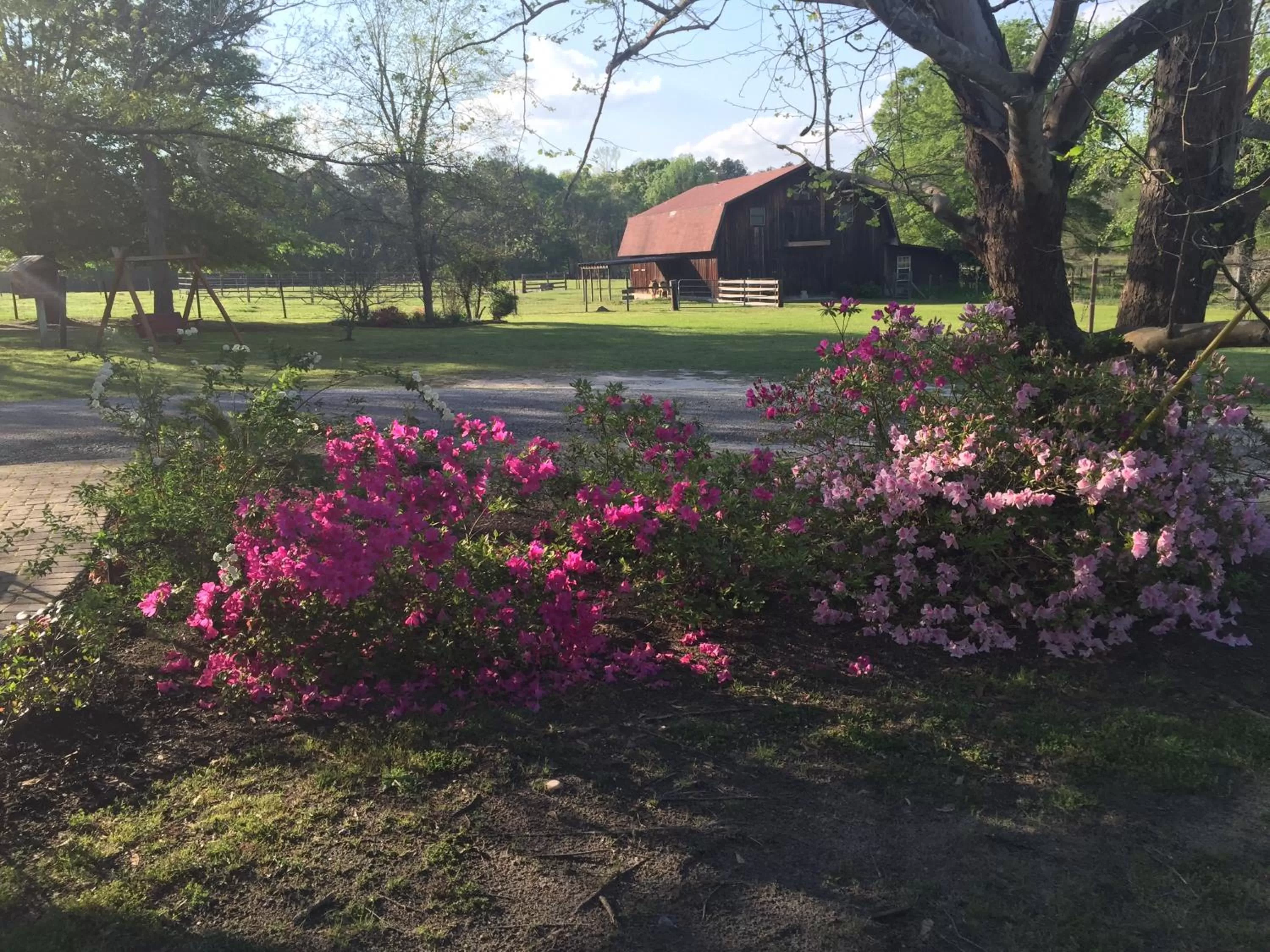 Natural landscape in Dublin Farm
