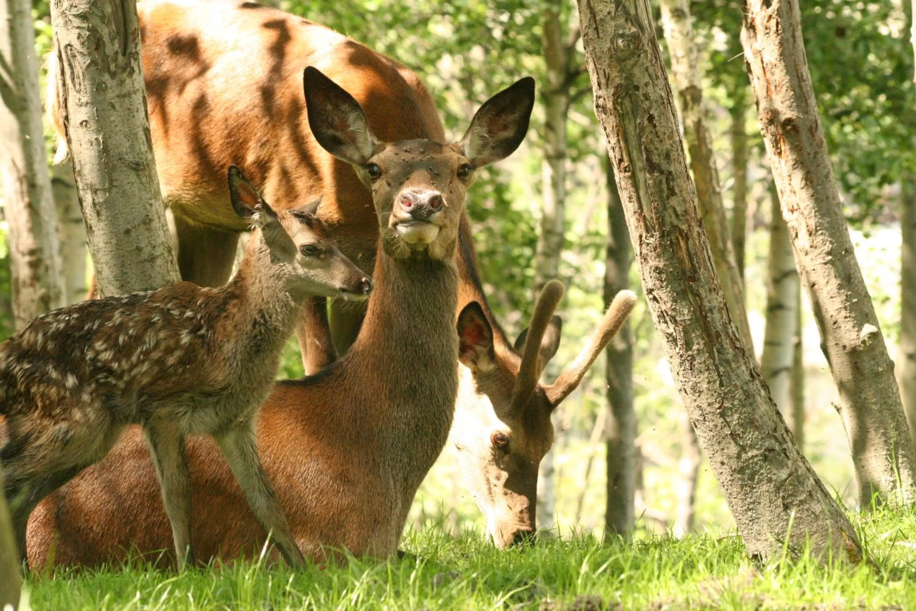 Activities in Hotel Chalet La Meridiana