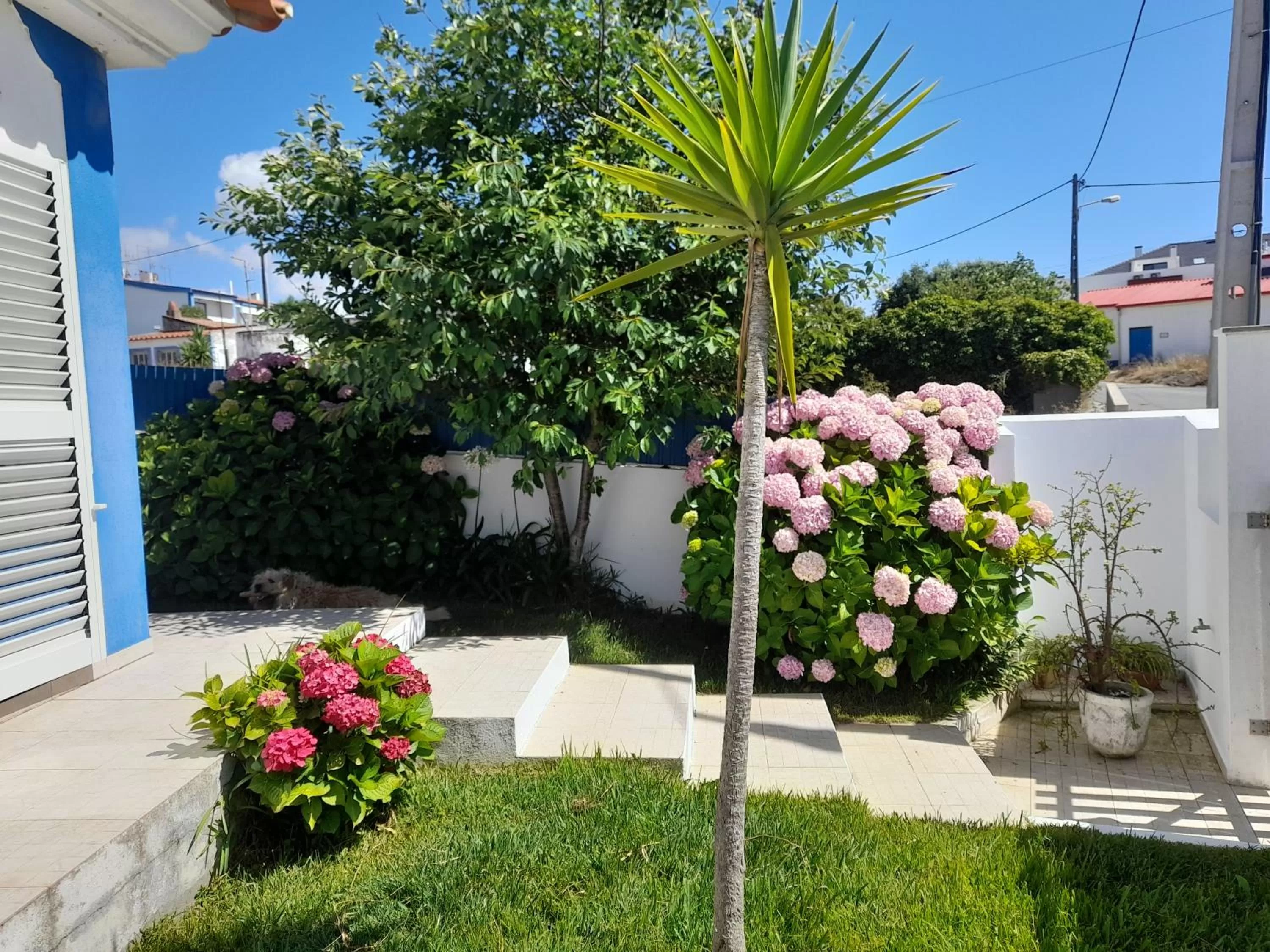 Garden in Villa Alegria