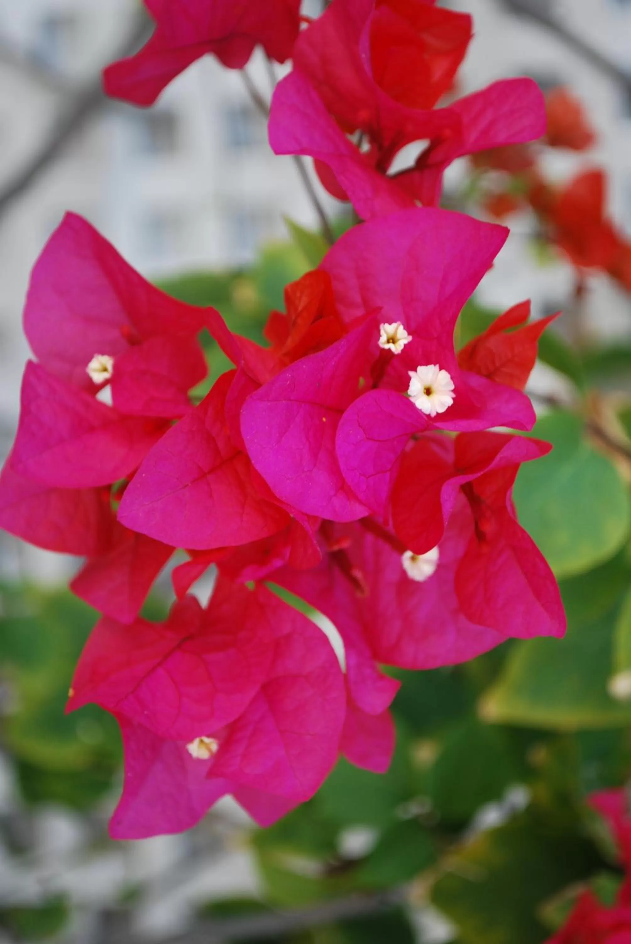 Day in Green Island Inn