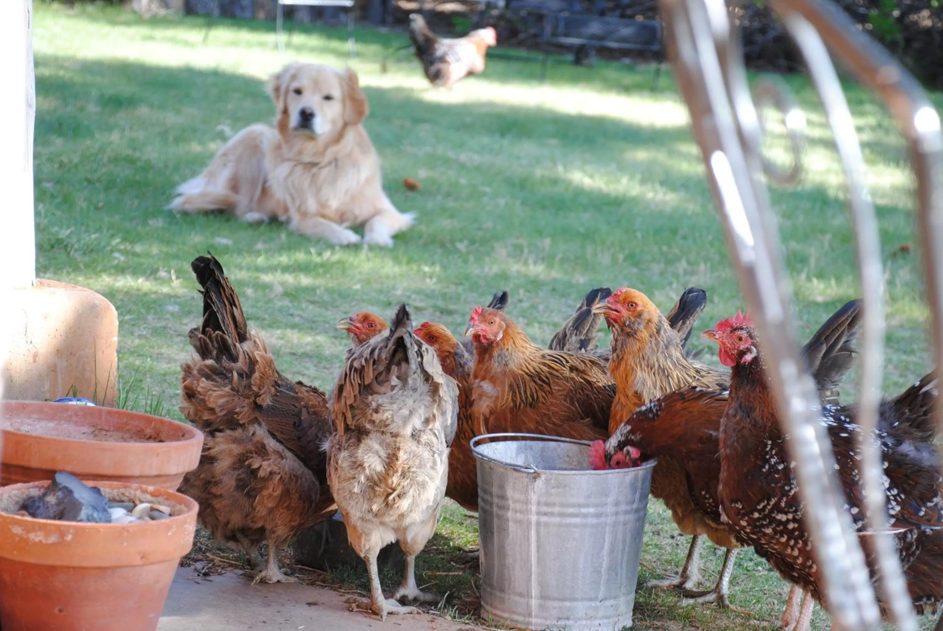 Pets in Old Taos Guesthouse B&B