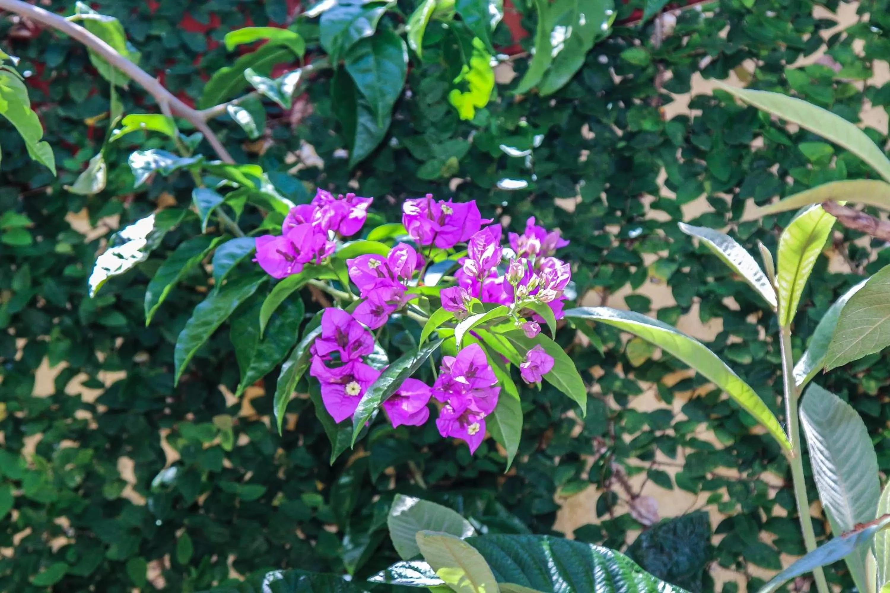 Garden in Pousada Arquipélago