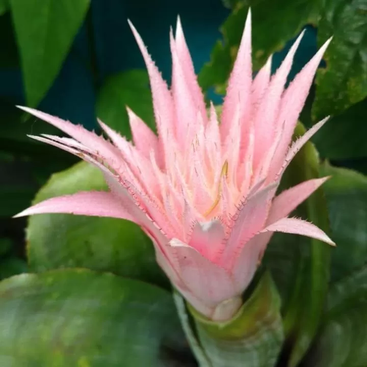 Garden in Pousada Vila Guyrá