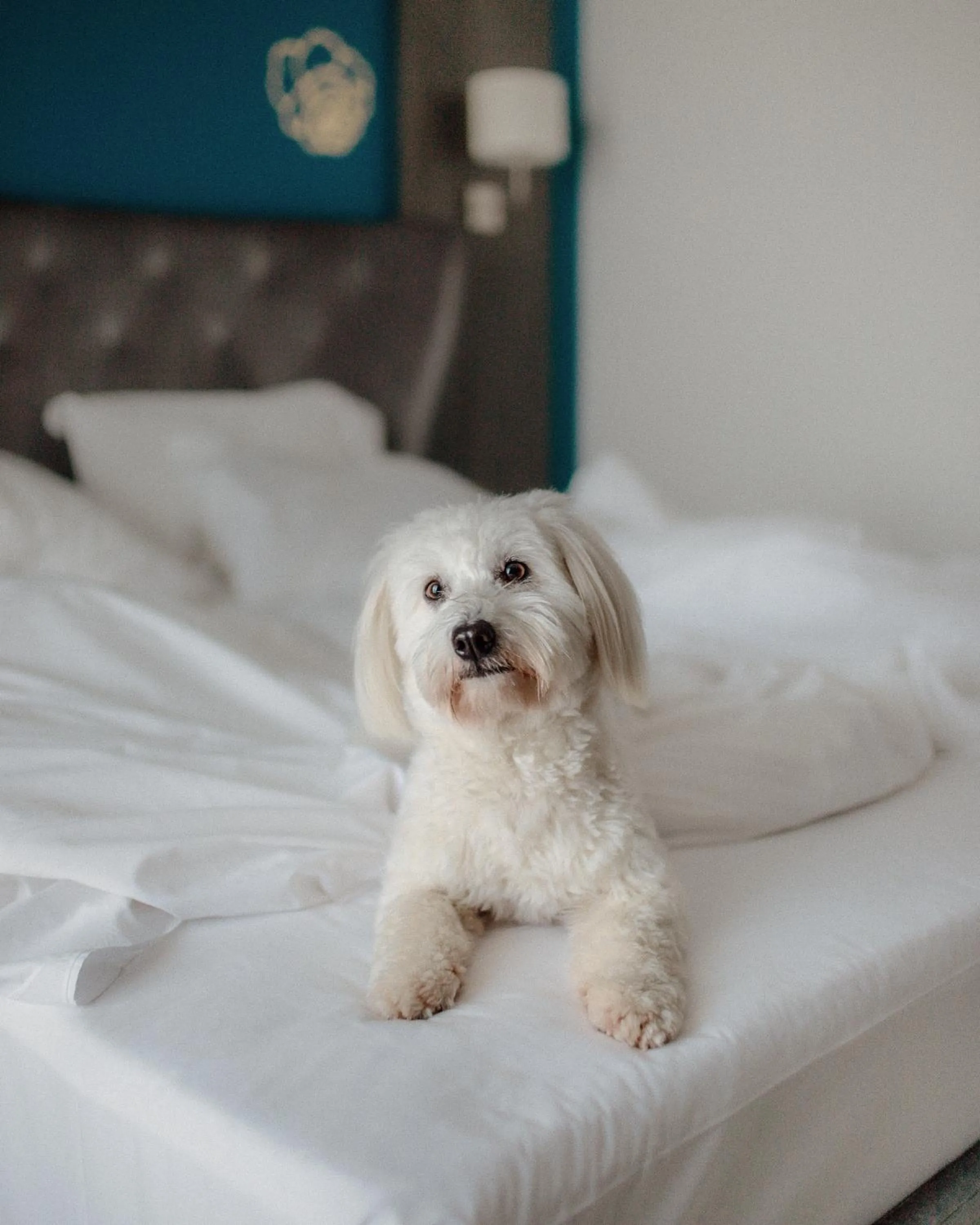 Bed in Boutique Hotel Portorose