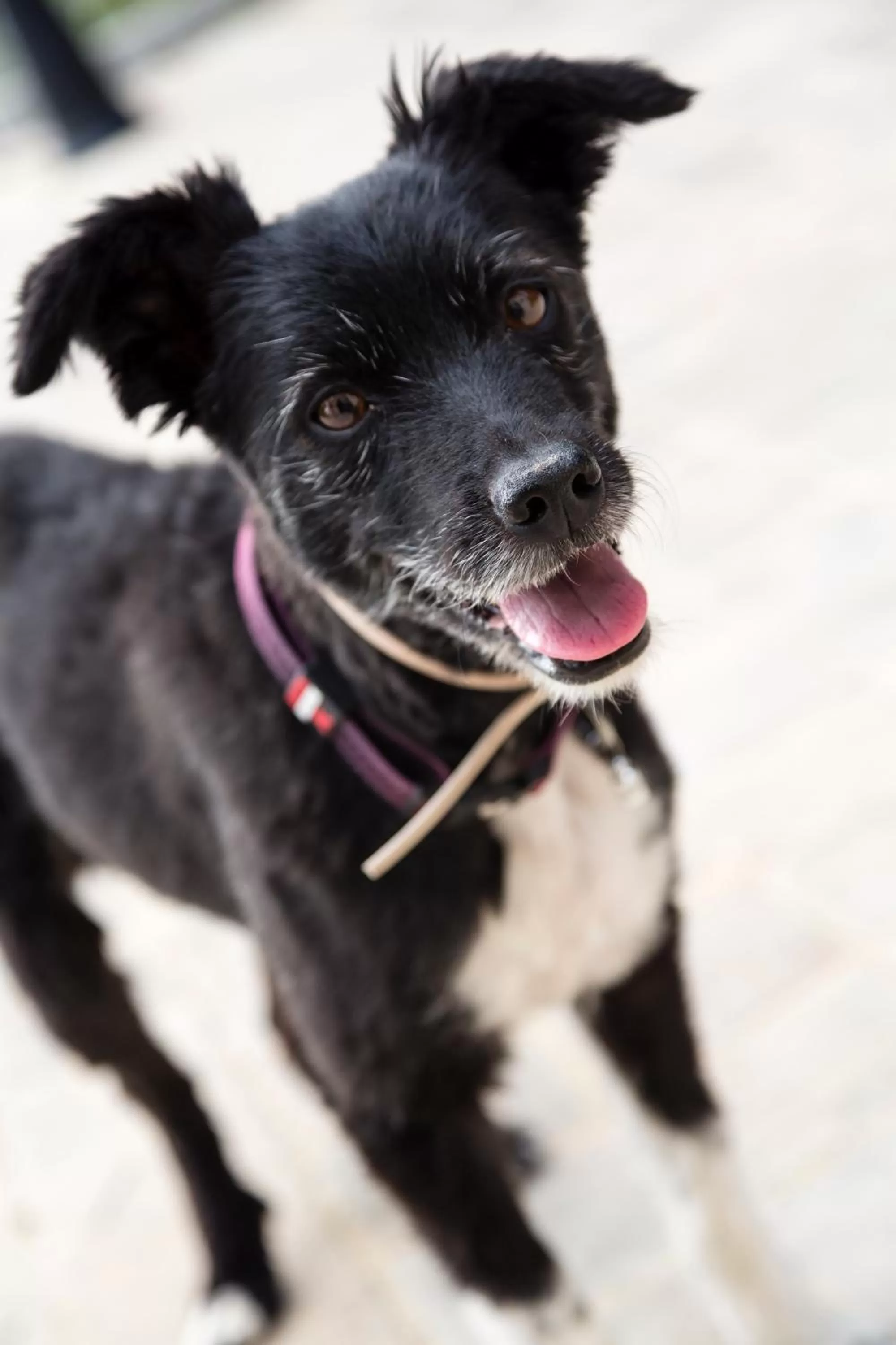 Pets in Hotel Restaurant Le Clos De Pradines