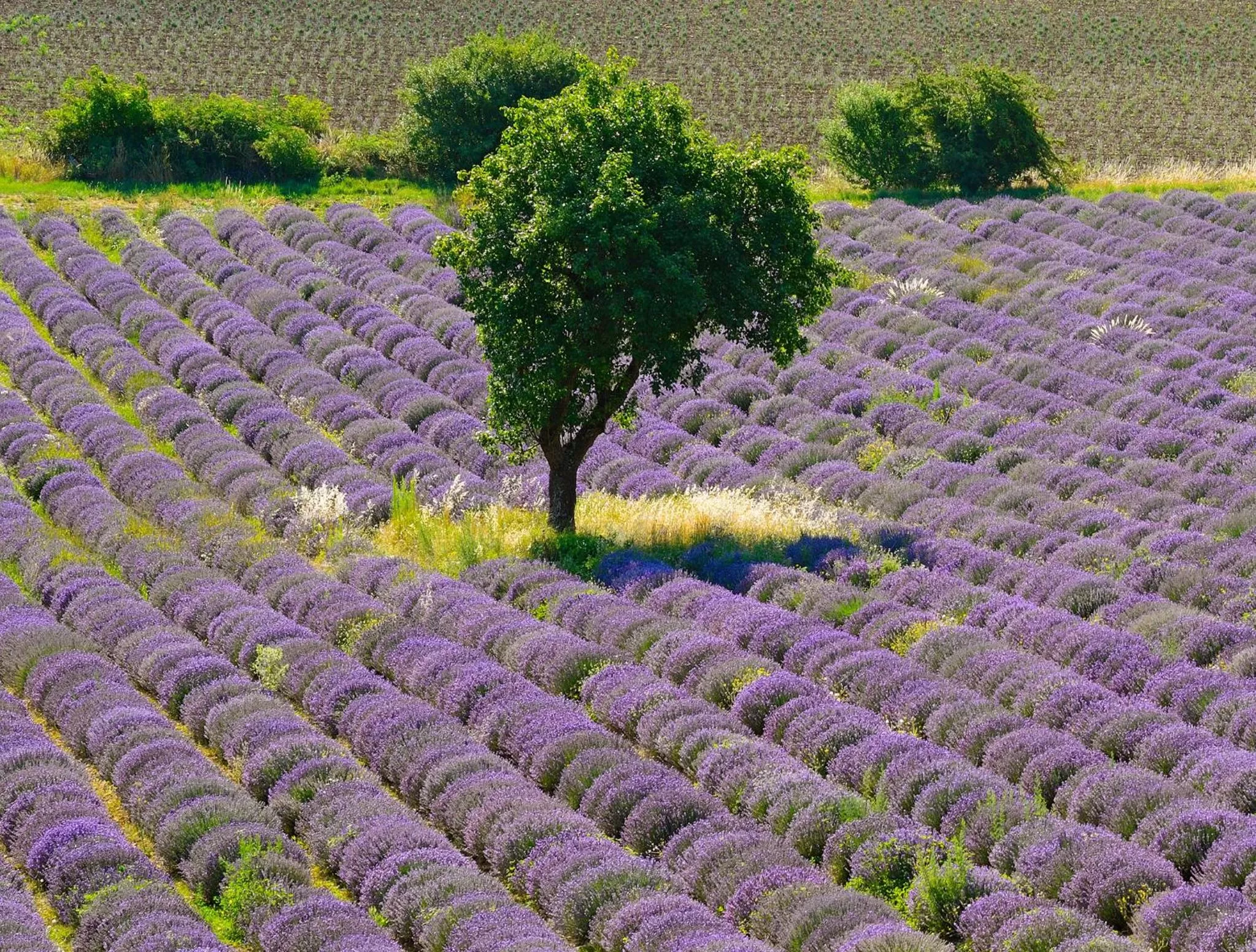 Natural landscape in Hotel Cristol