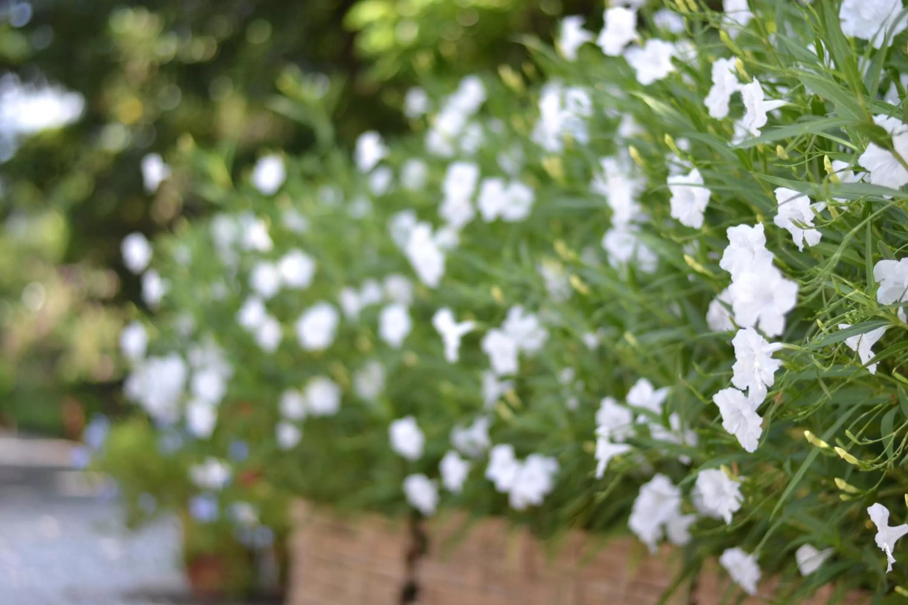 Garden in Thai Thai Sukhothai Resort