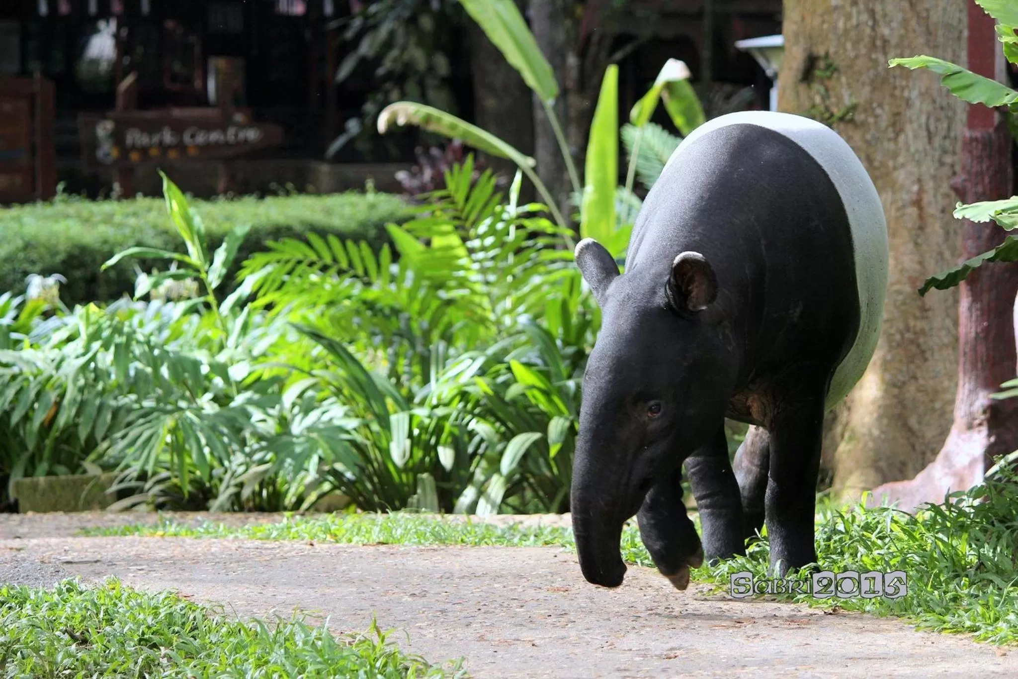 Animals in Mutiara Taman Negara