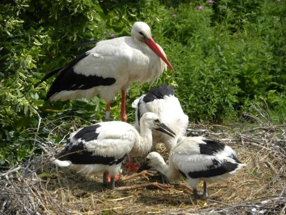 Animals in Hôtel Berceau Du Vigneron