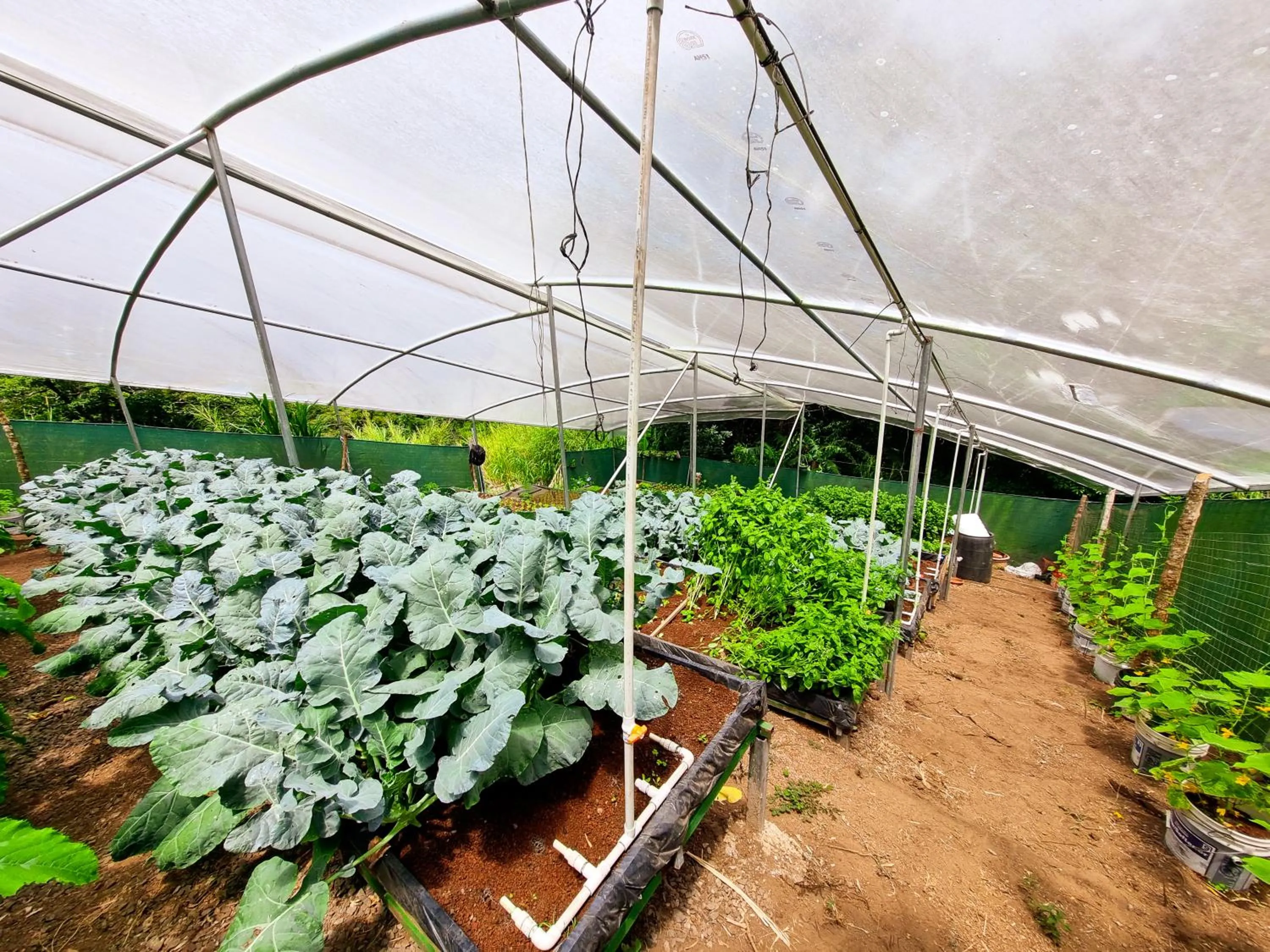 Property building in Ficus Sunset Suites