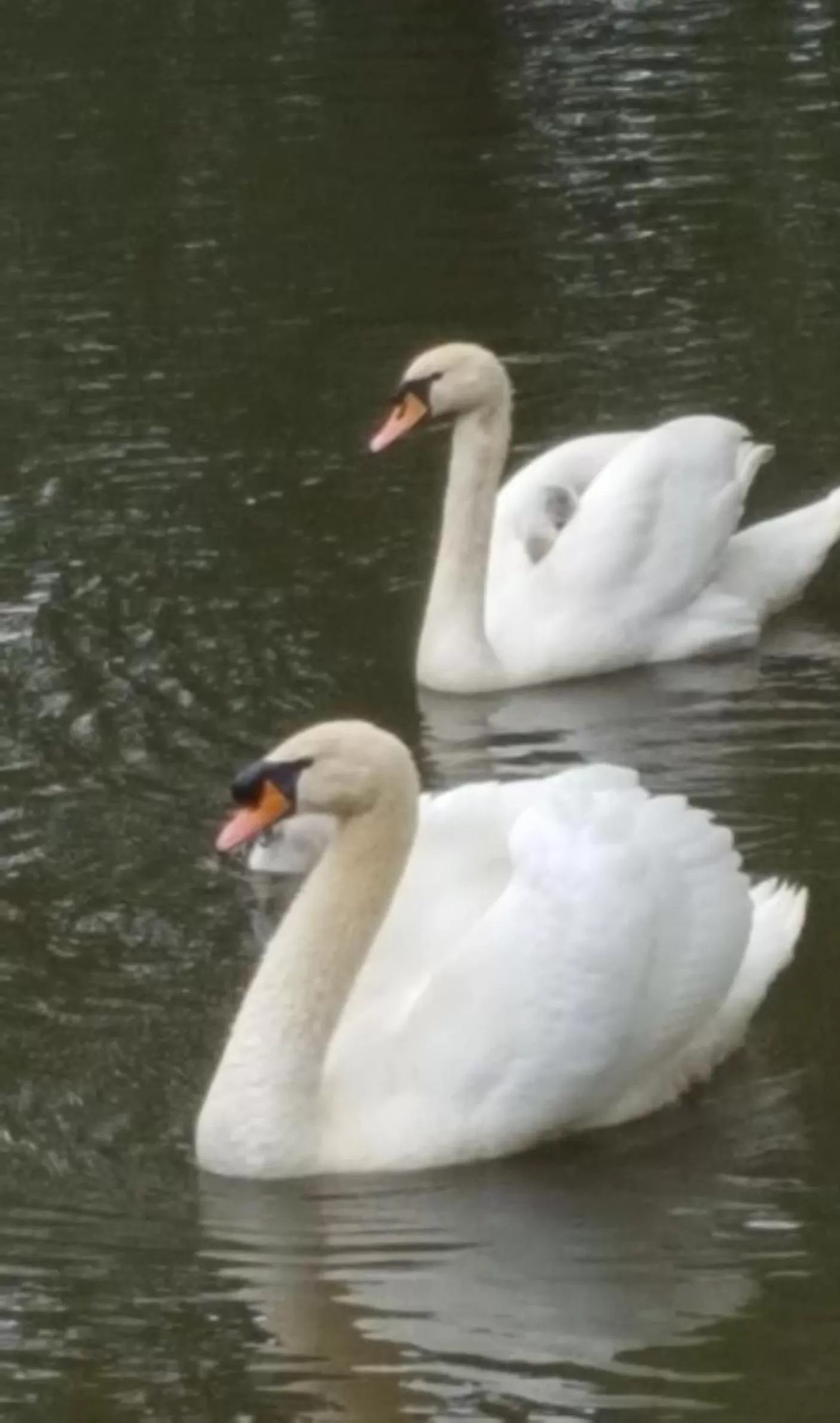 Animals, Other Animals in Hotel Landhuis 't Wilgenerf
