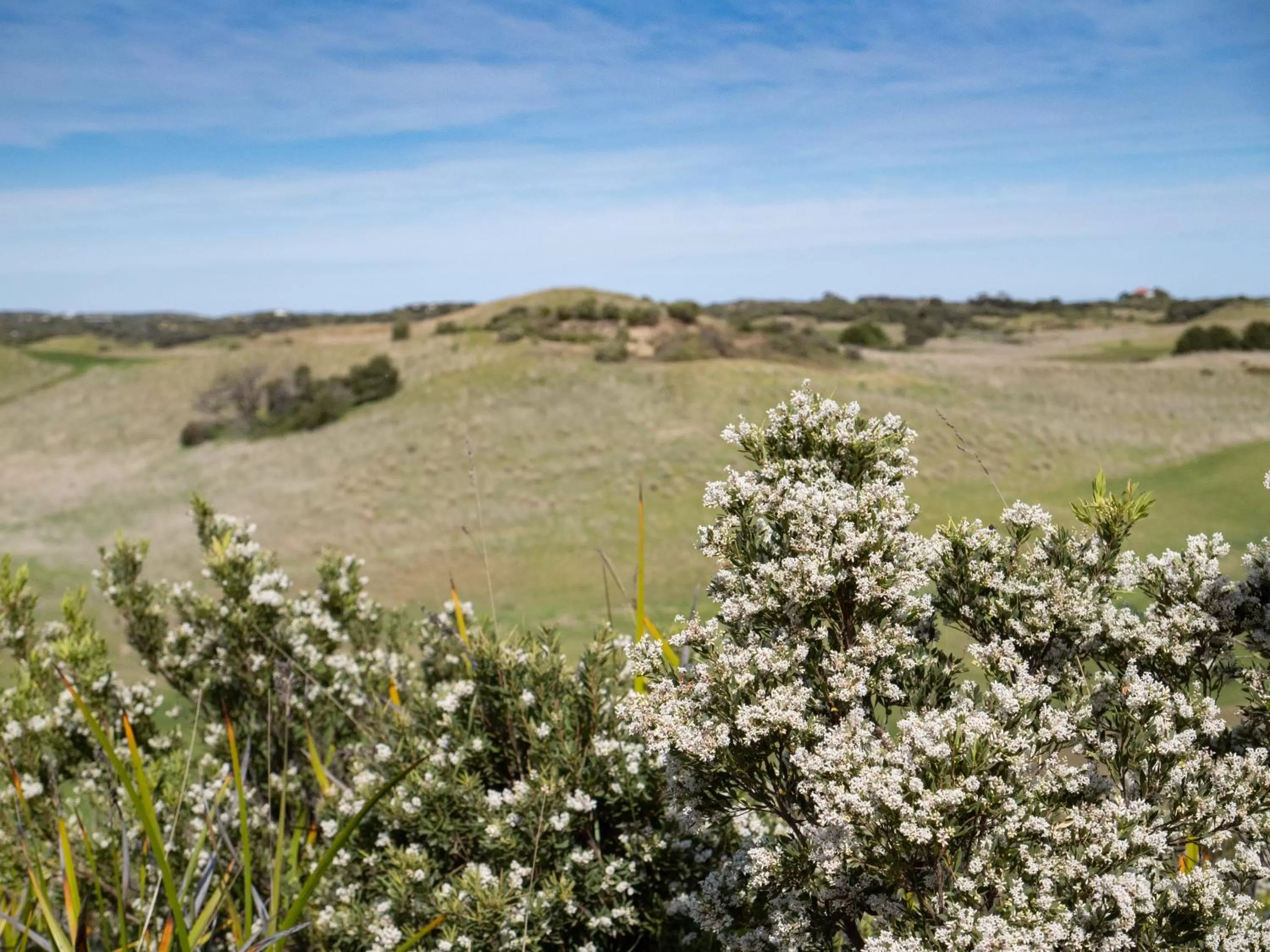 Natural landscape in Links Lodge at The Dunes