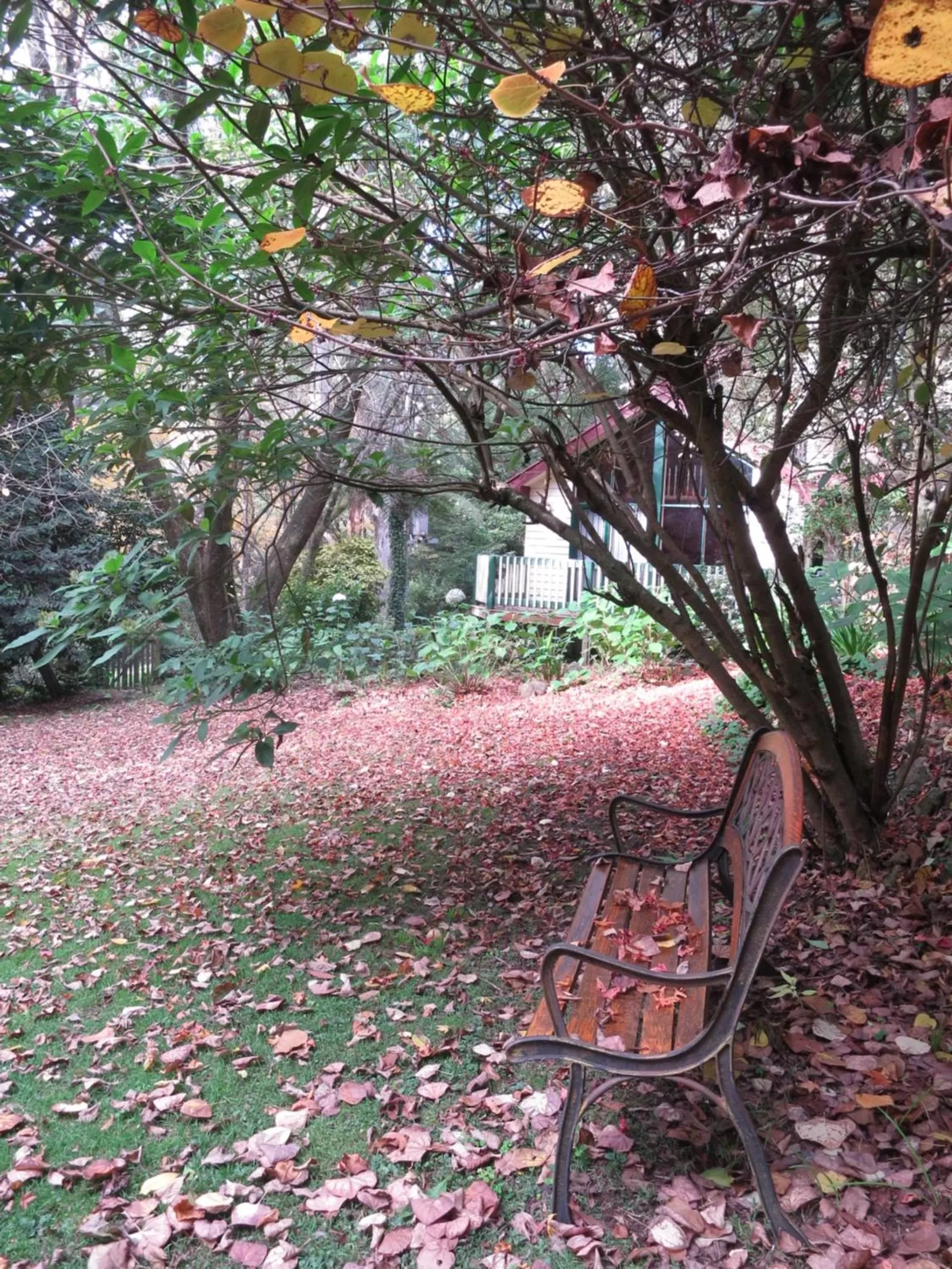 Garden in Cambridge Cottages