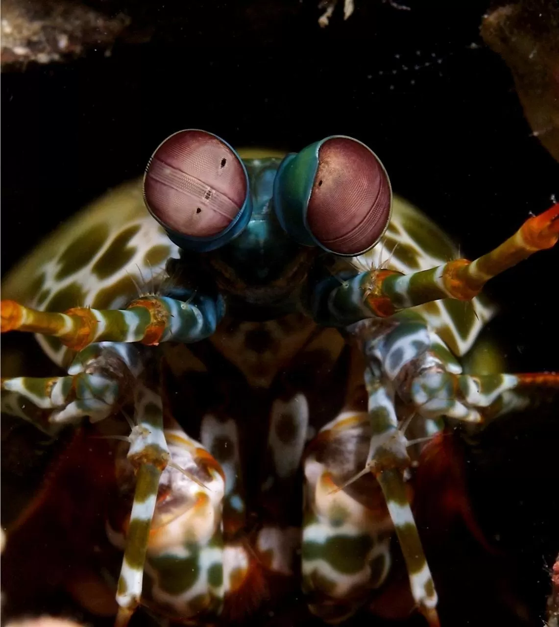 Diving in Punta Bulata White Beach Resort & Spa