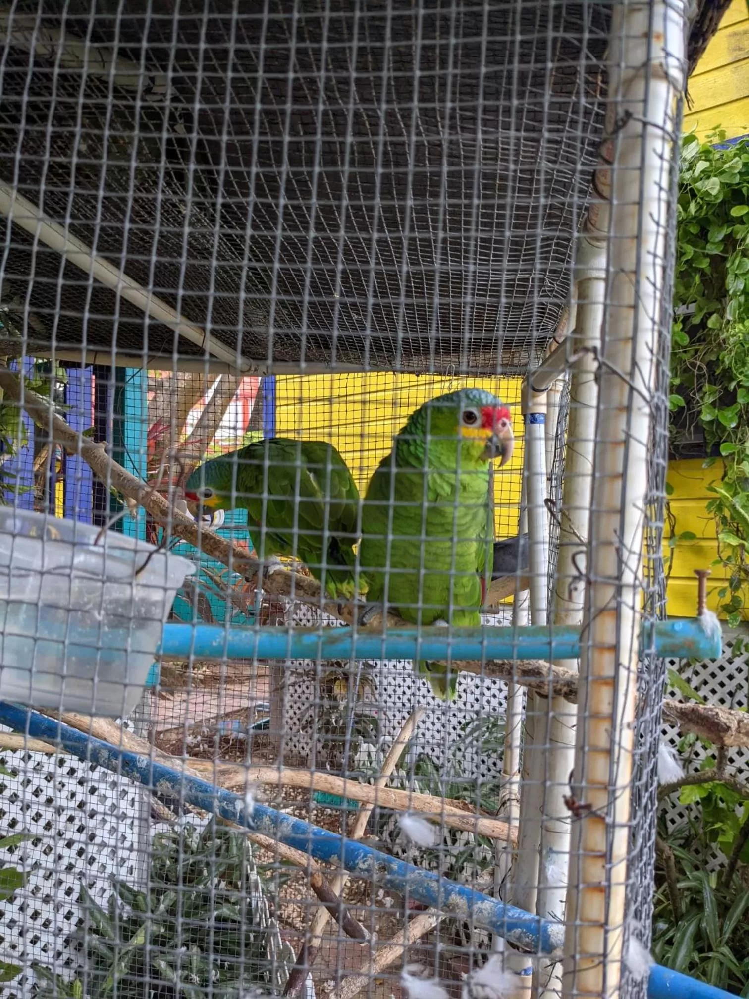 Patio, Other Animals in Yocamatsu