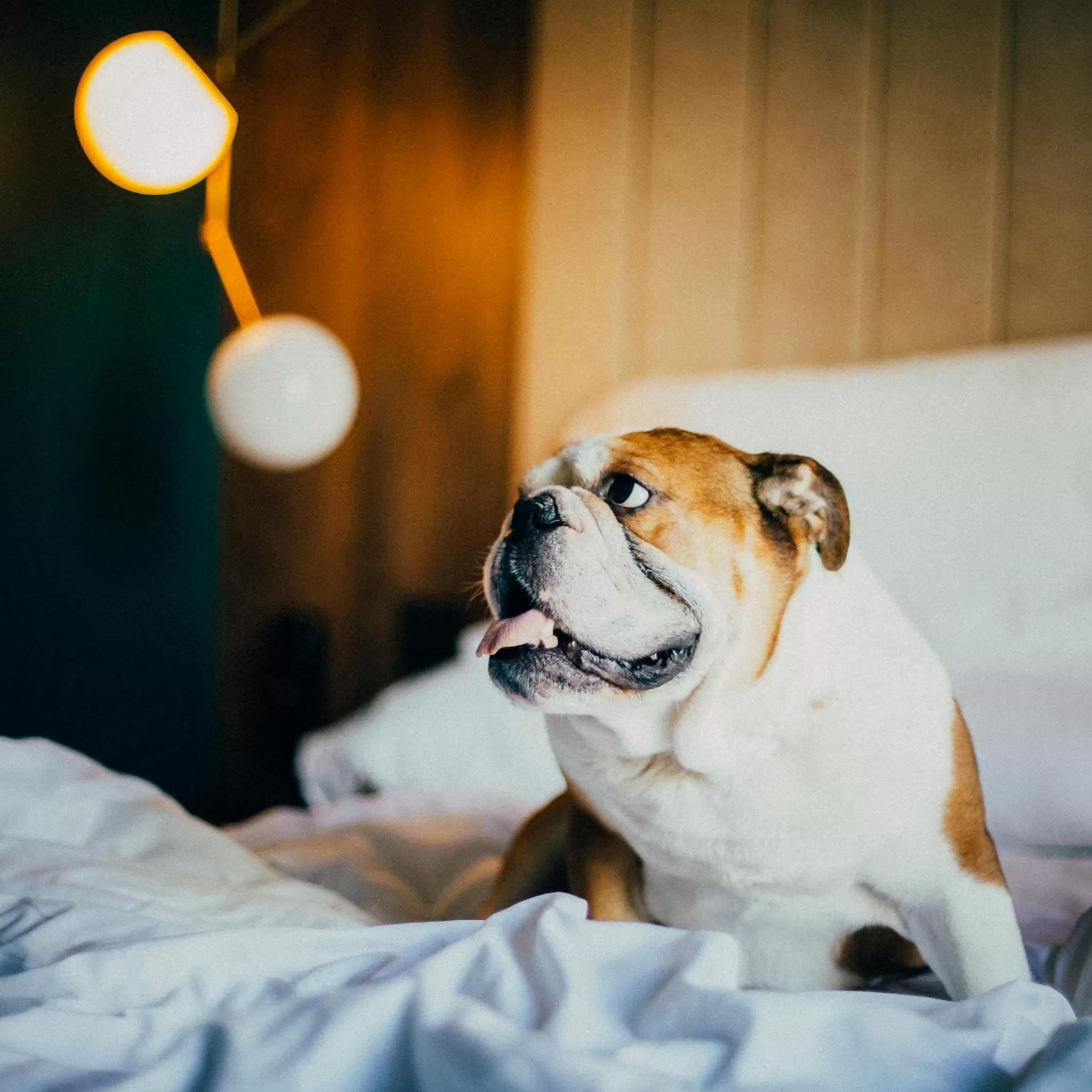 Animals, Bed in ICON Embassy